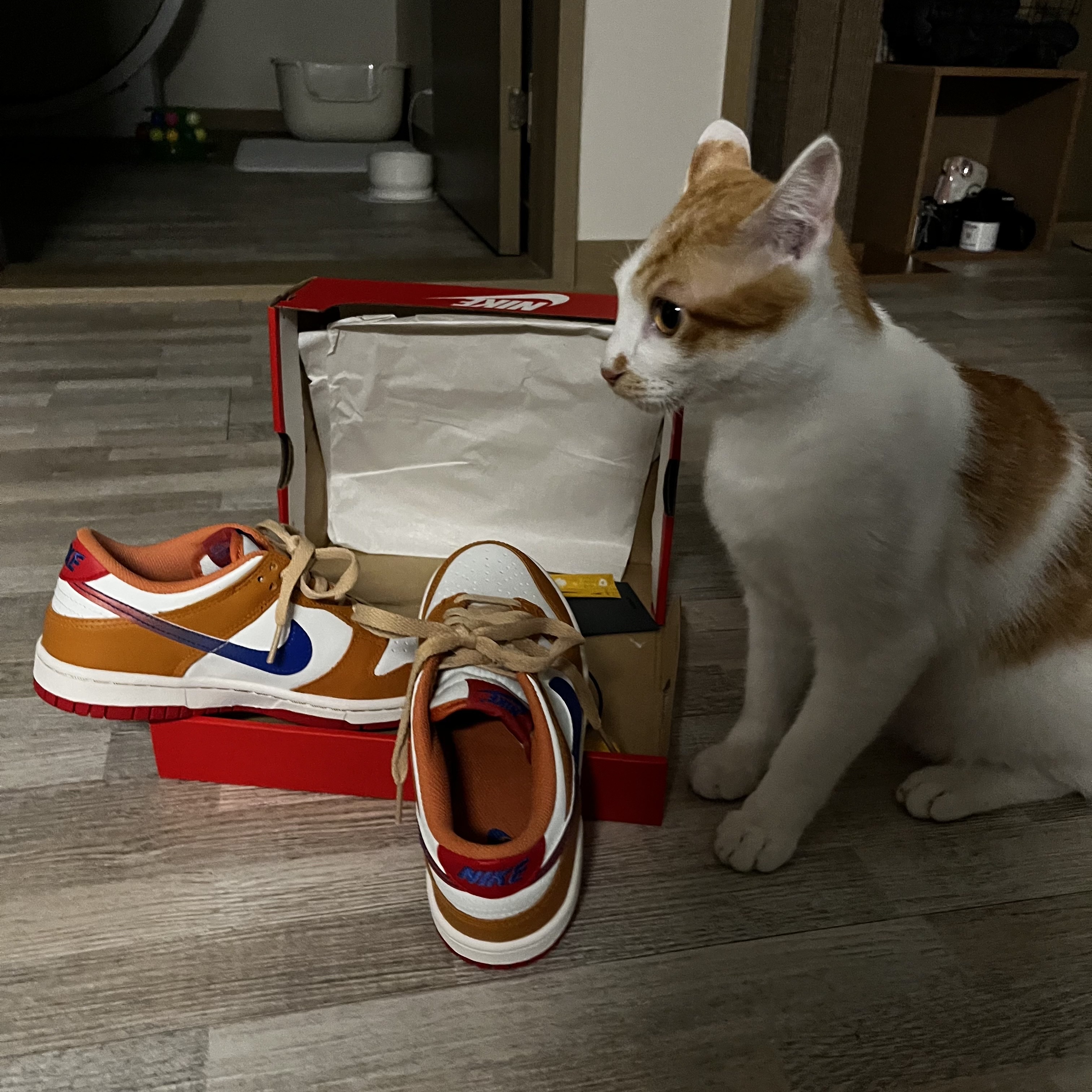 (GS) Nike Dunk Low Hot Curry and Game Royal 착용 스타일 - 2
