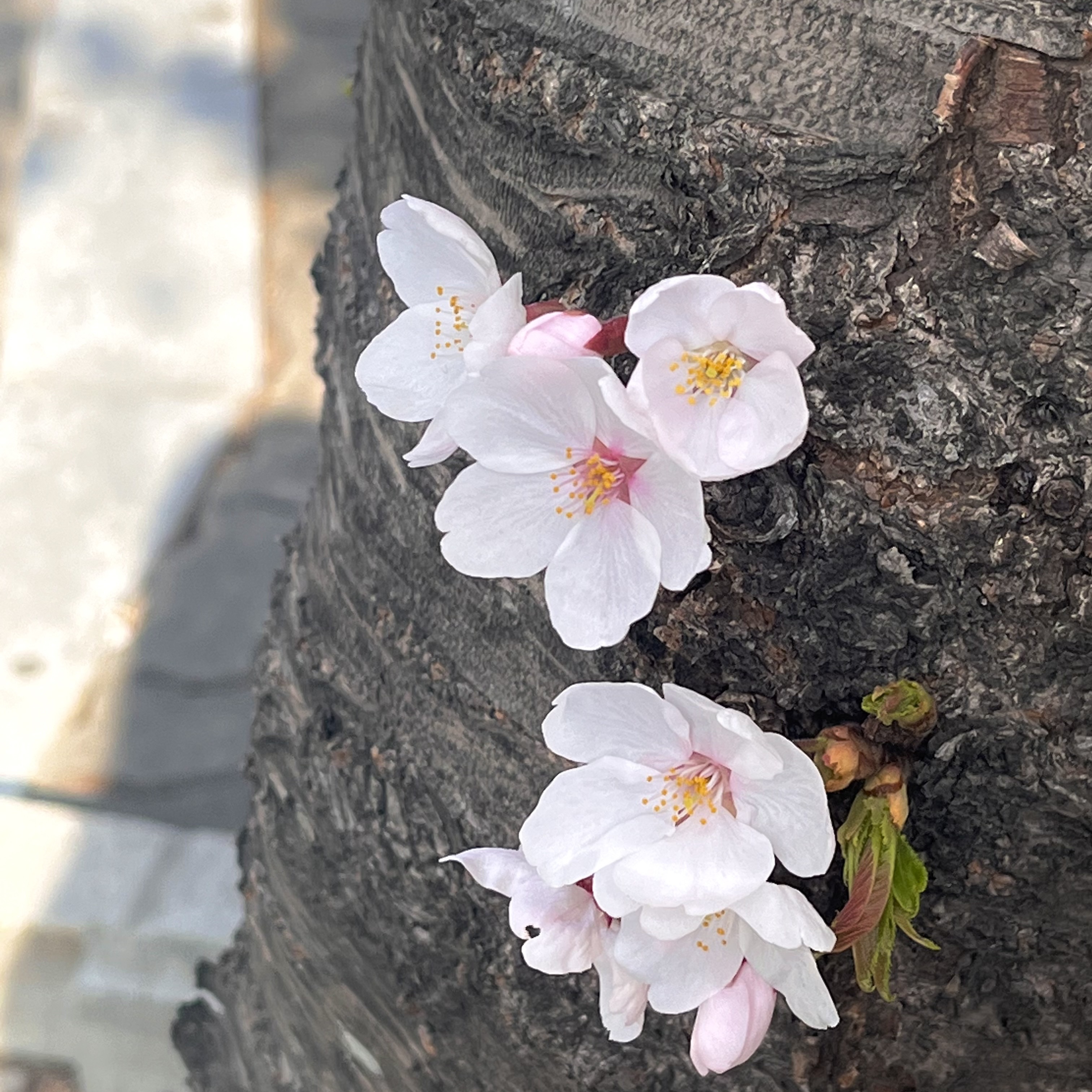Starbucks 23 Cherry Blossom Bearista Lock Keychain, Starbucks 21 Cherry Blossom Bearista Keychain 착용 스타일 - 5