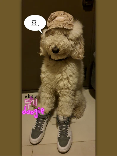스타일 카드