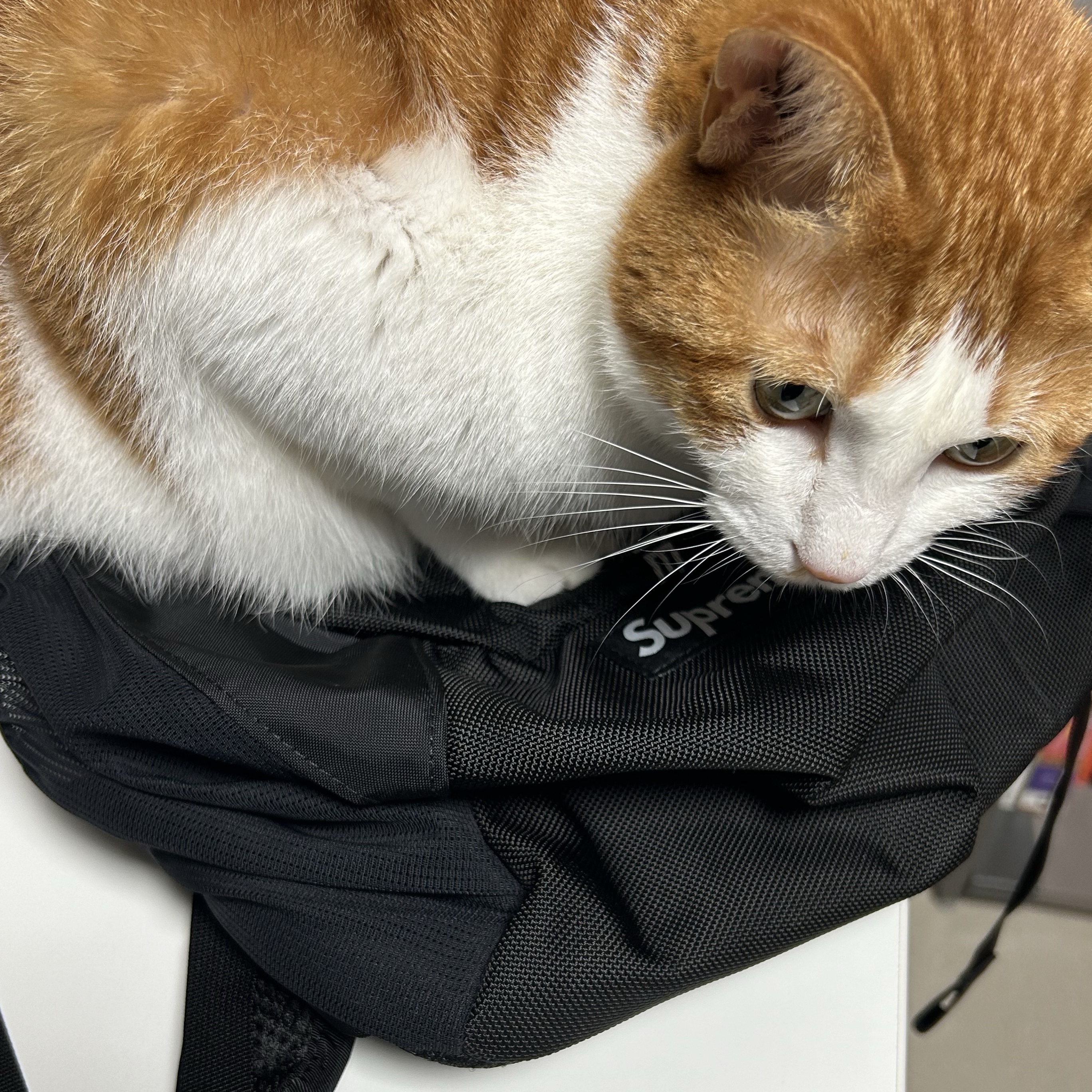 Supreme Backpack Black - 22FW 착용 스타일
