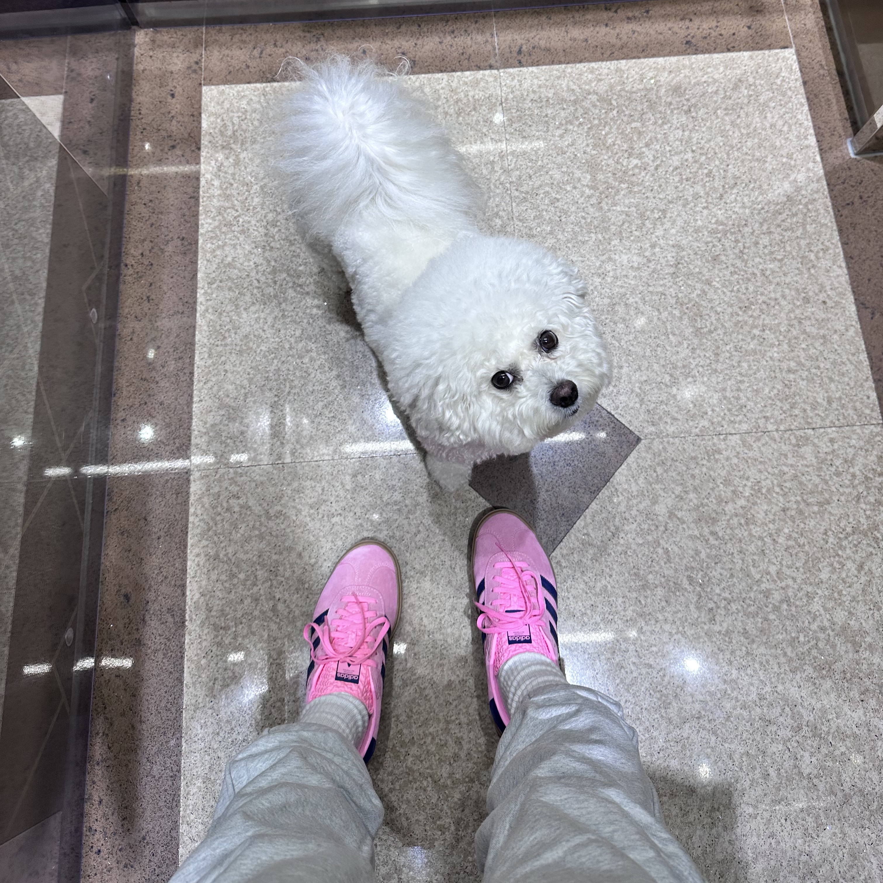 (W) Adidas Gazelle Bold Pink Glow Victory Blue 착용 스타일