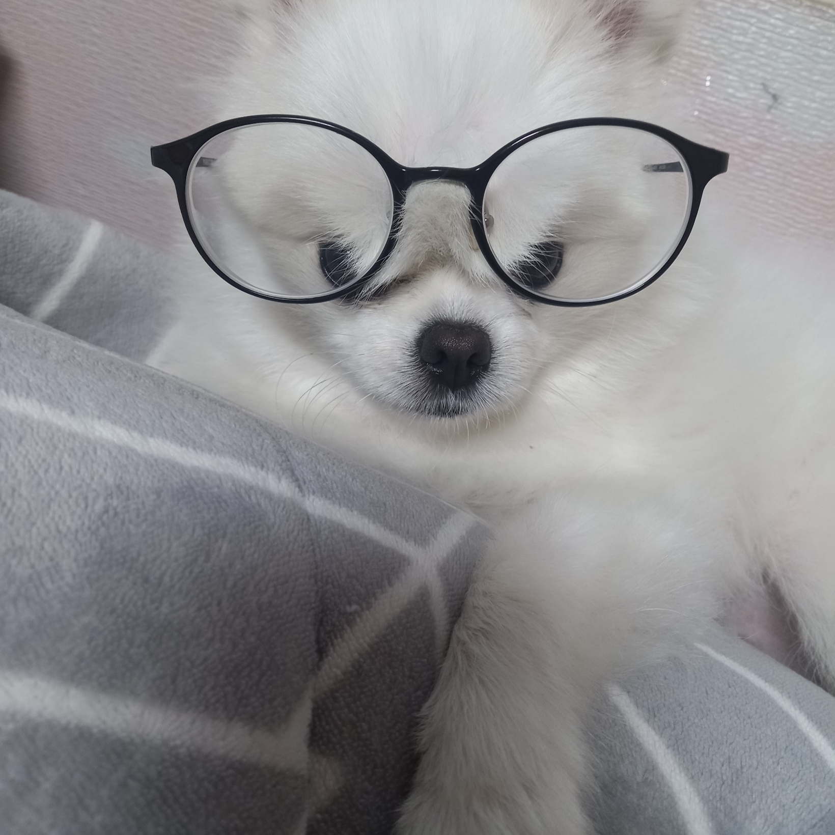한라봉 따까리님의 스타일
