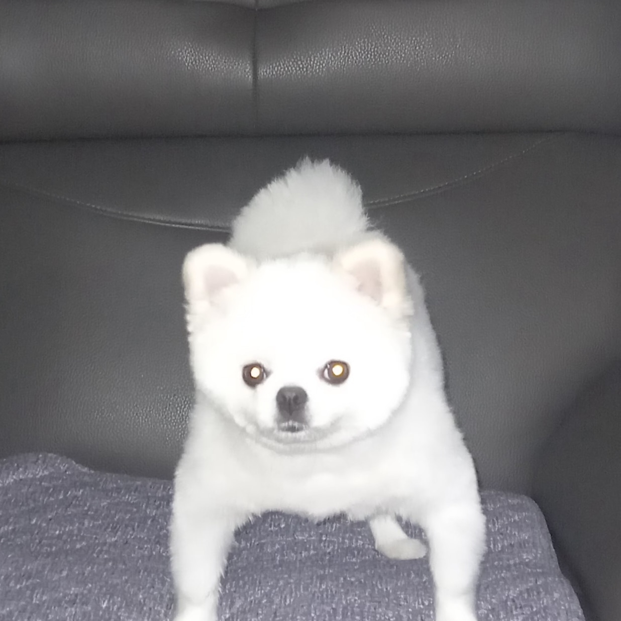 한라봉 따까리님의 스타일