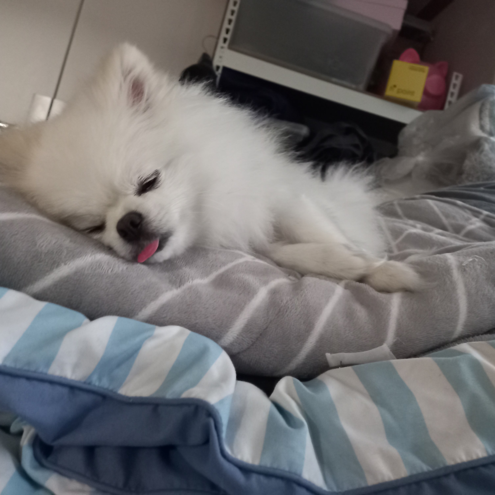 한라봉 따까리님의 스타일