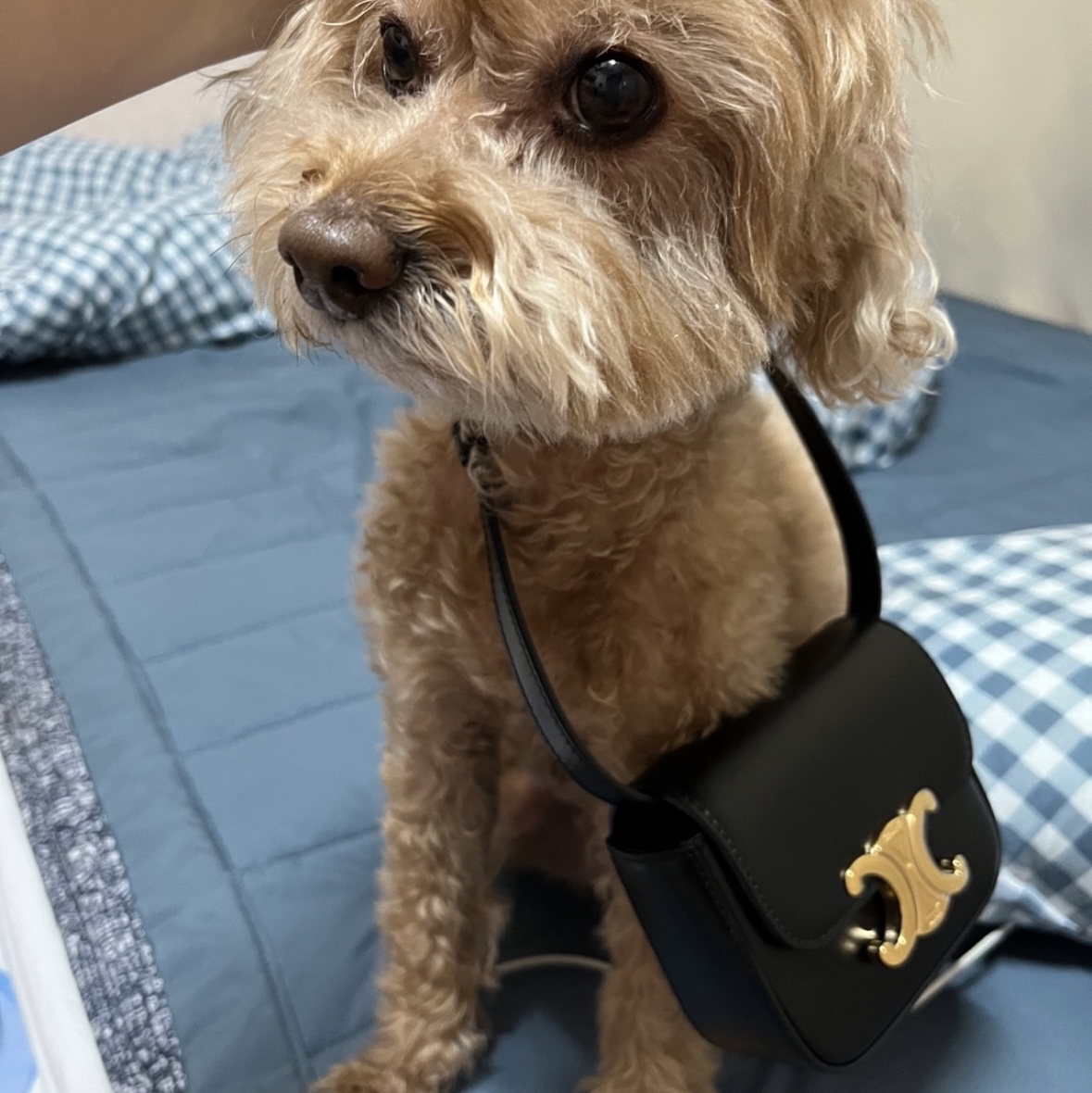Celine Mini Claude in Shiny Calfskin Black 착용 스타일