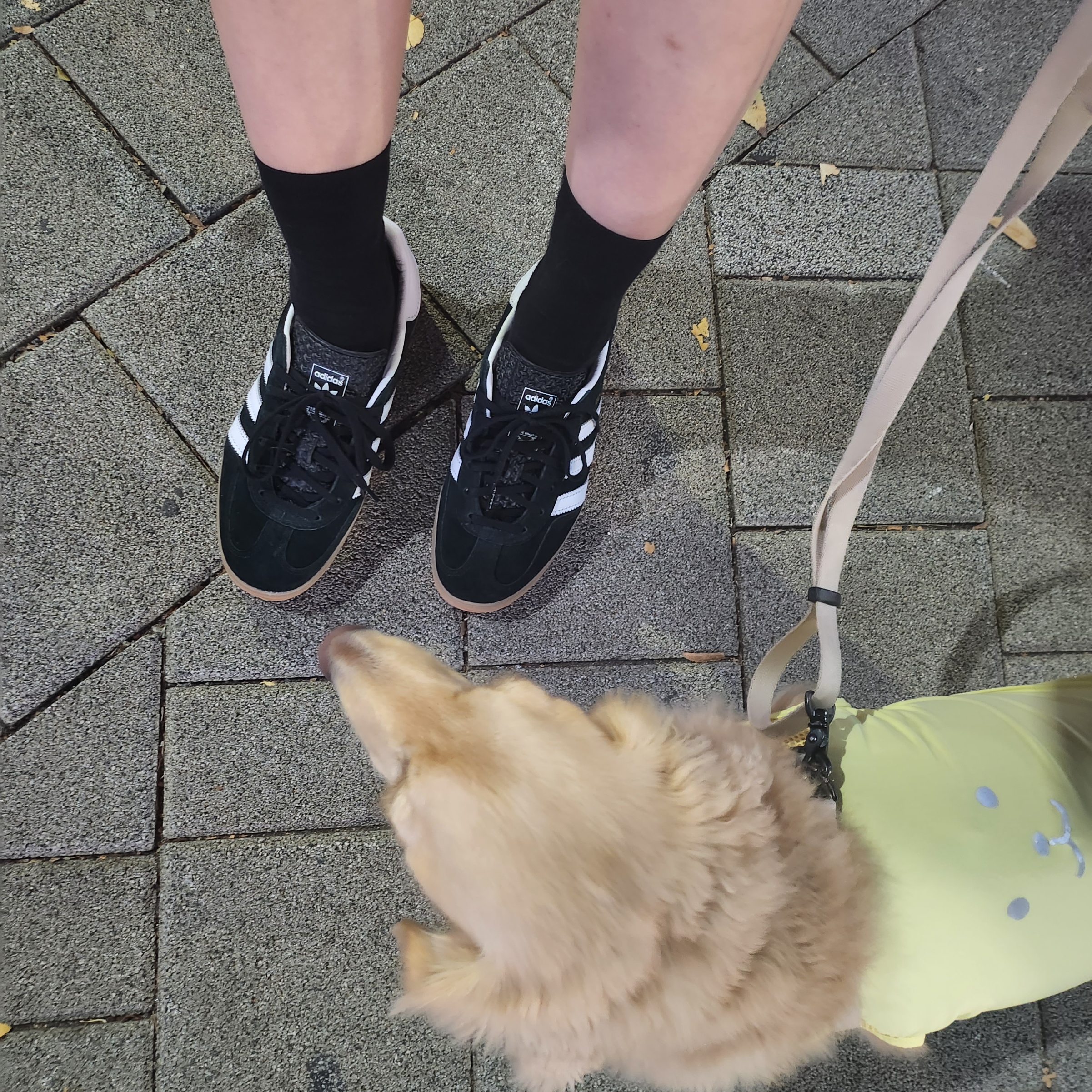 Adidas Gazelle Indoor Core Black 착용 스타일