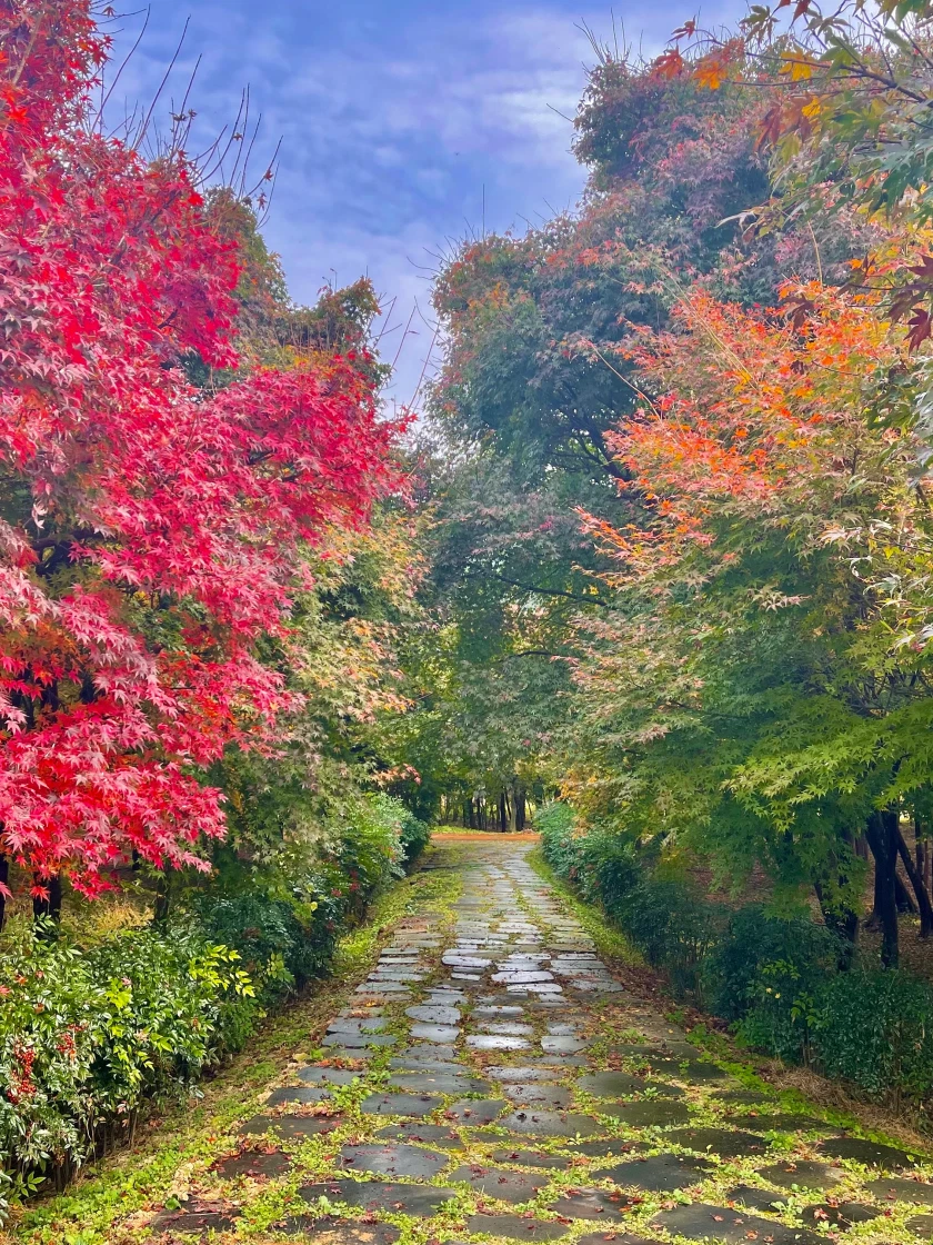 내장산 단풍생태공원 🍁🍂🍁🍂 | KREAM