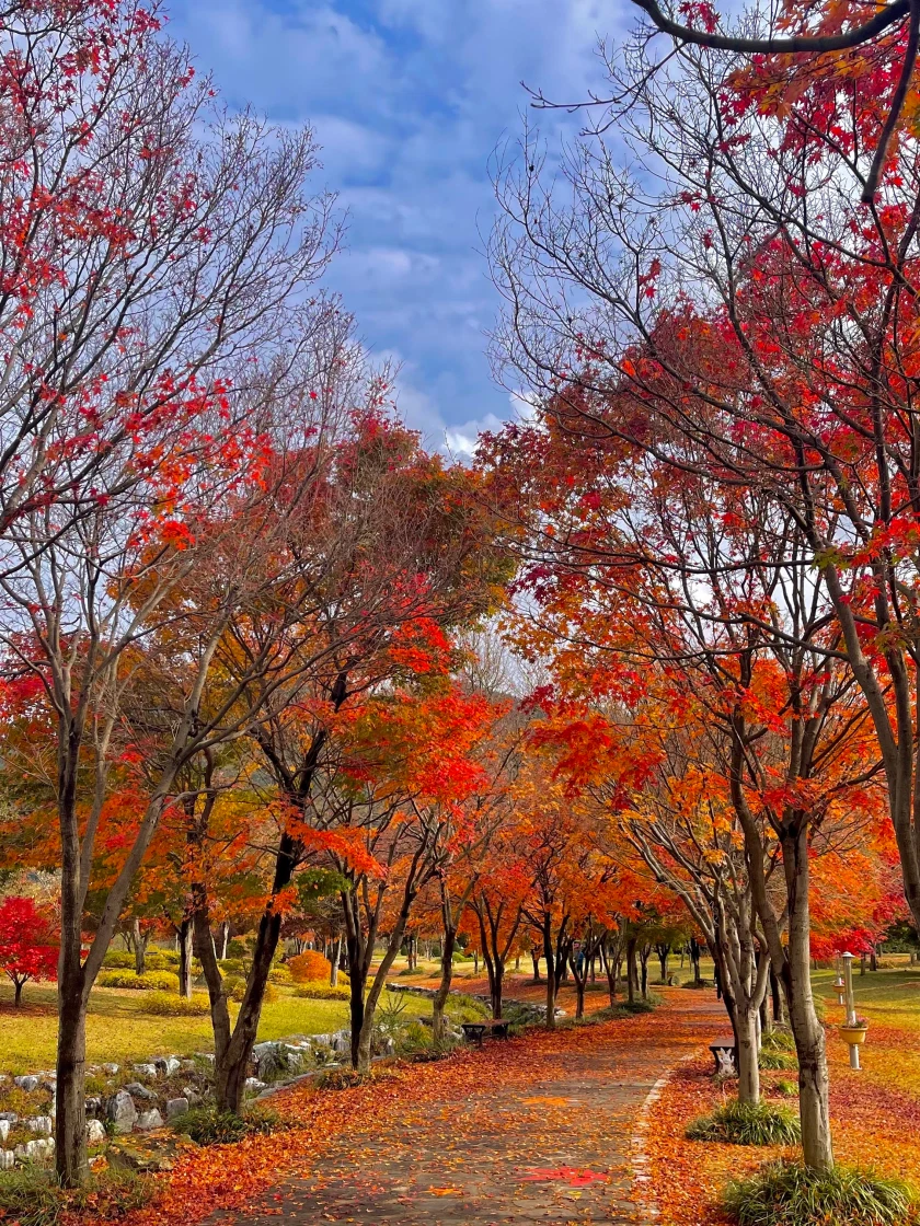 내장산 단풍생태공원 🍁🍂🍁🍂 | KREAM