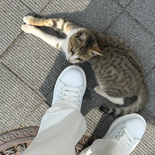 스타일 카드