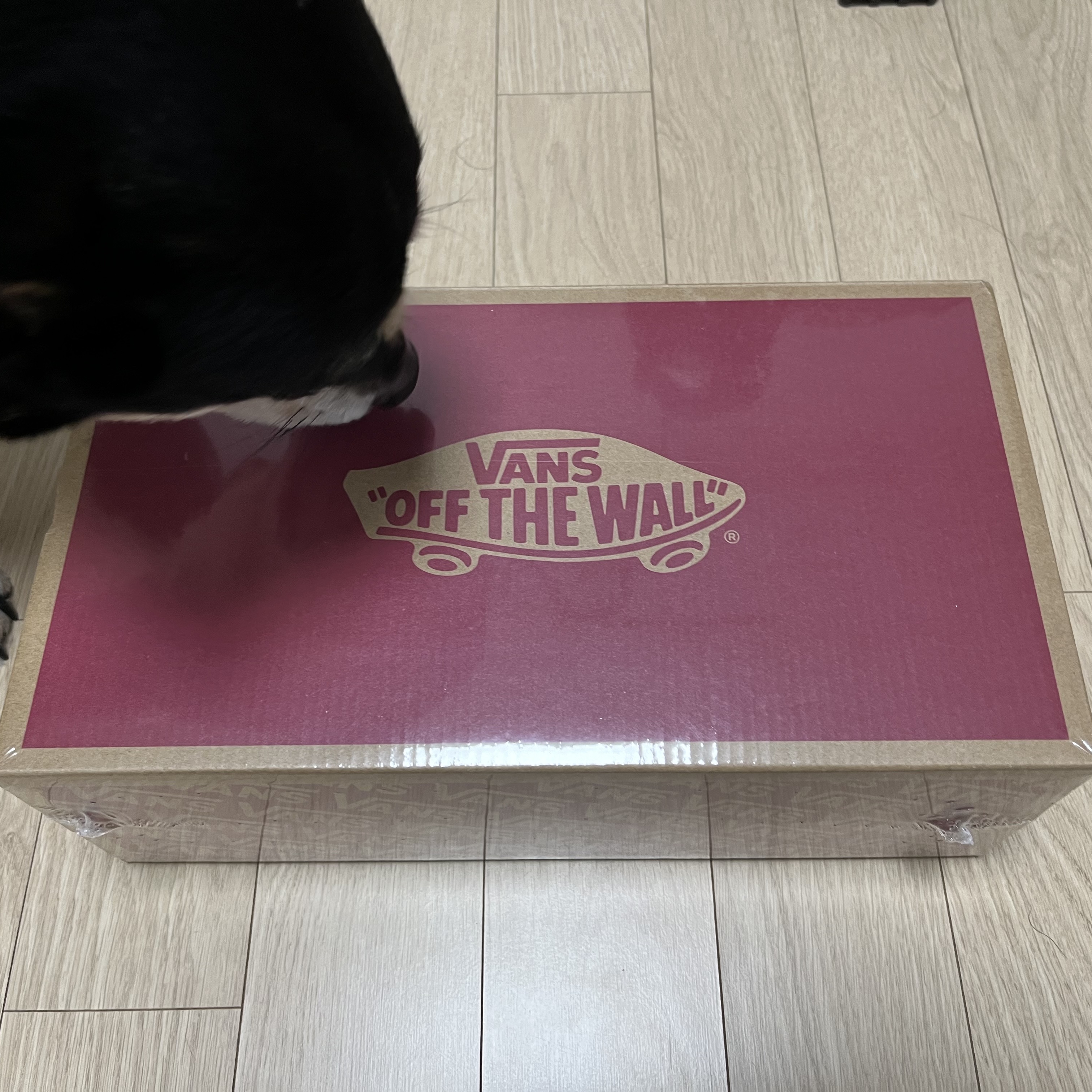 Vans ComfyCush Old Skool Black True white 착용 스타일 - 2