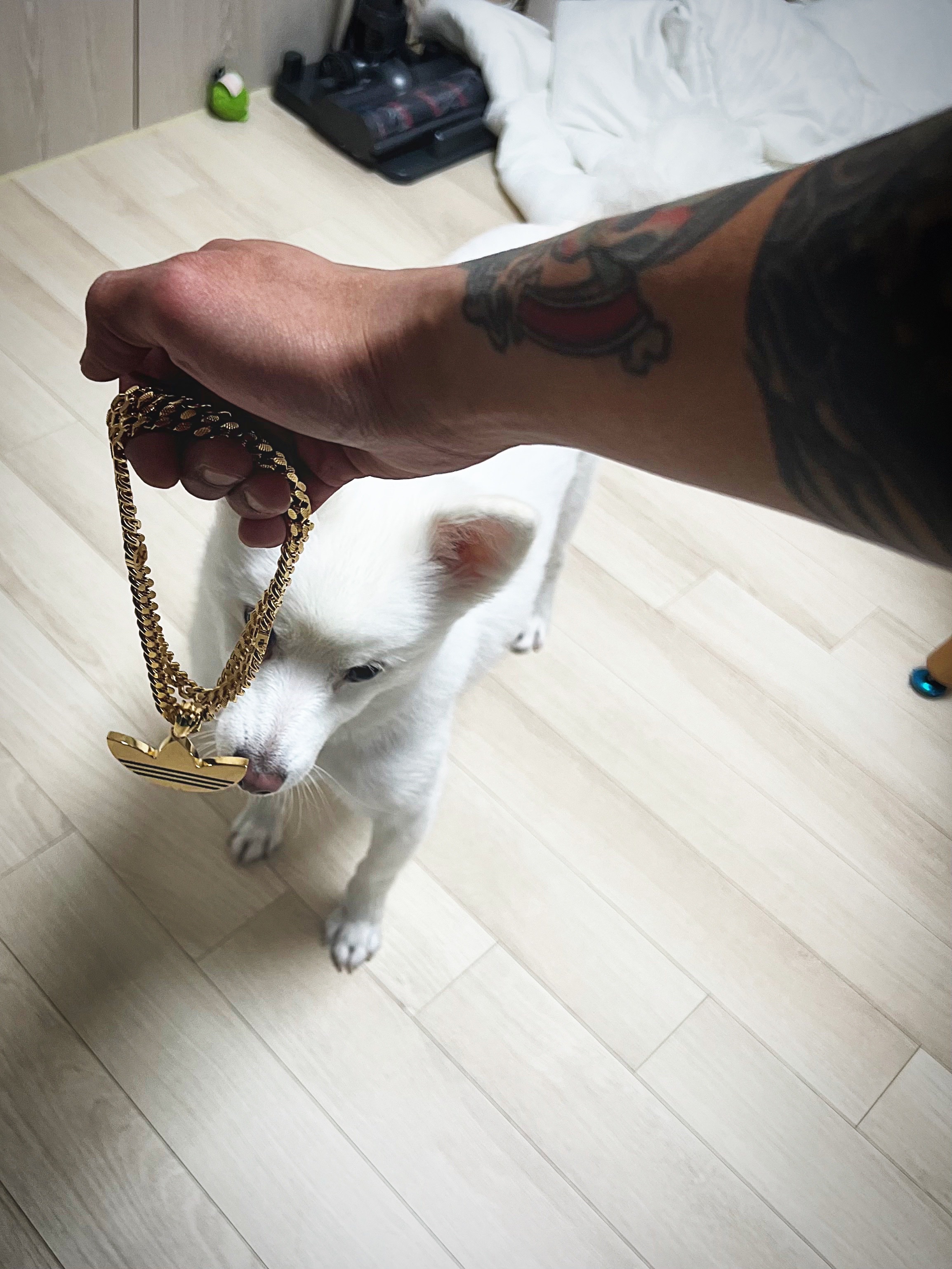 Gucci x Adidas Gourmette Chain Necklace Sterling Silver 착용 스타일 - 10