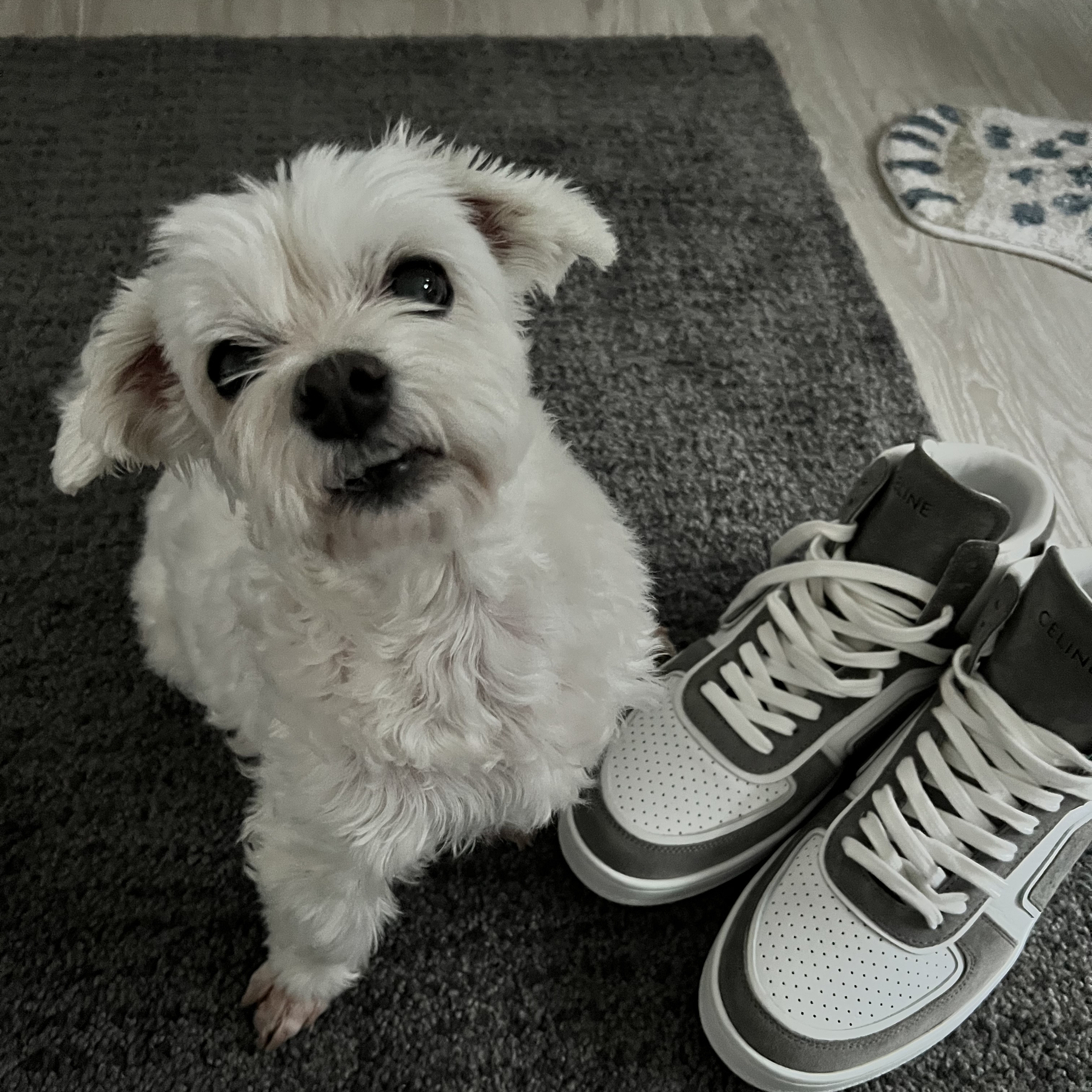 Celine CT-01 Z" Trainer High Top Sneakers in Suede Calfskin Calfskin Grey Optic White 착용 스타일 - 2