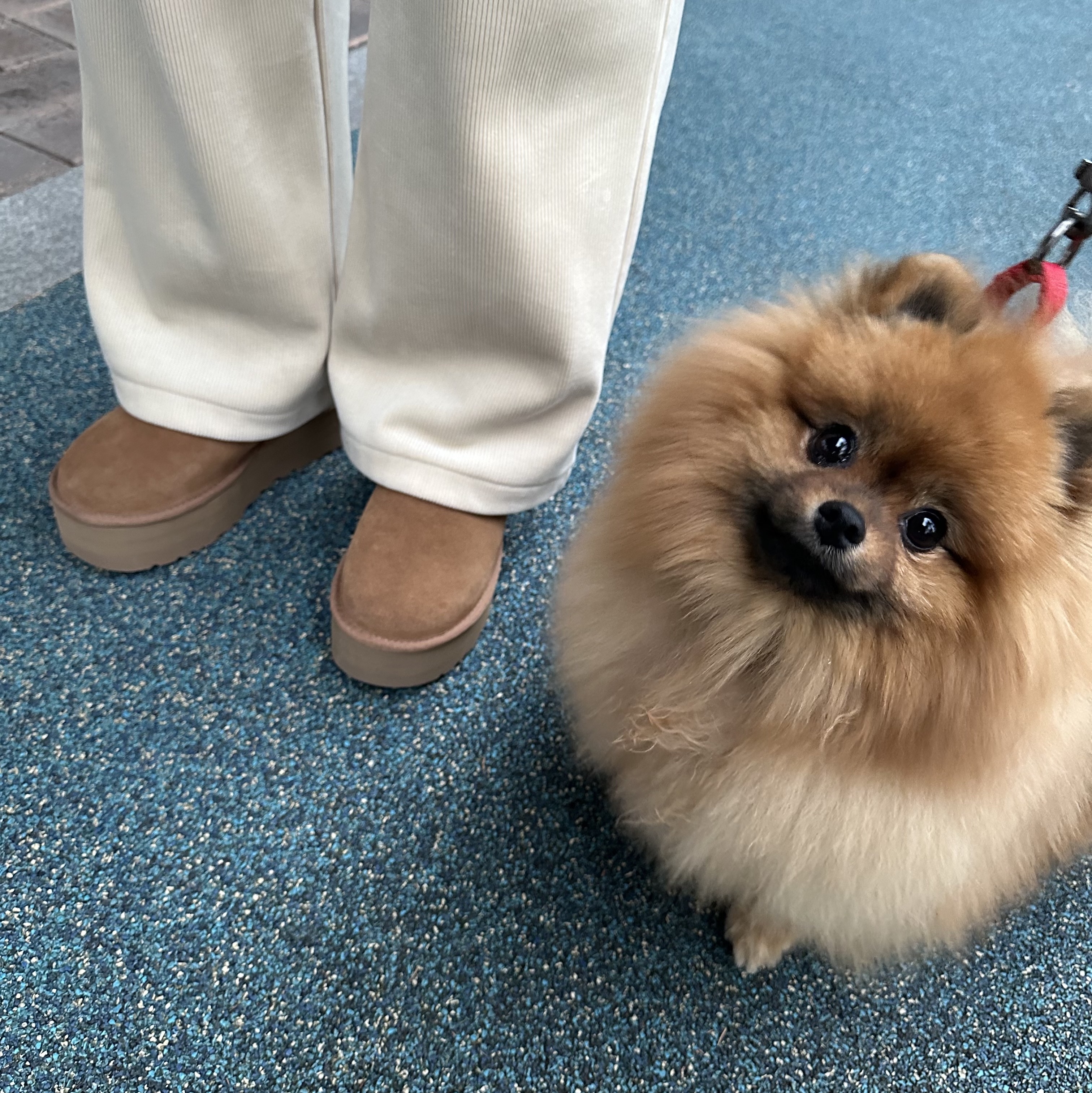 (W) UGG Classic Ultra Mini Platform Boots Chestnut 착용 스타일 - 1