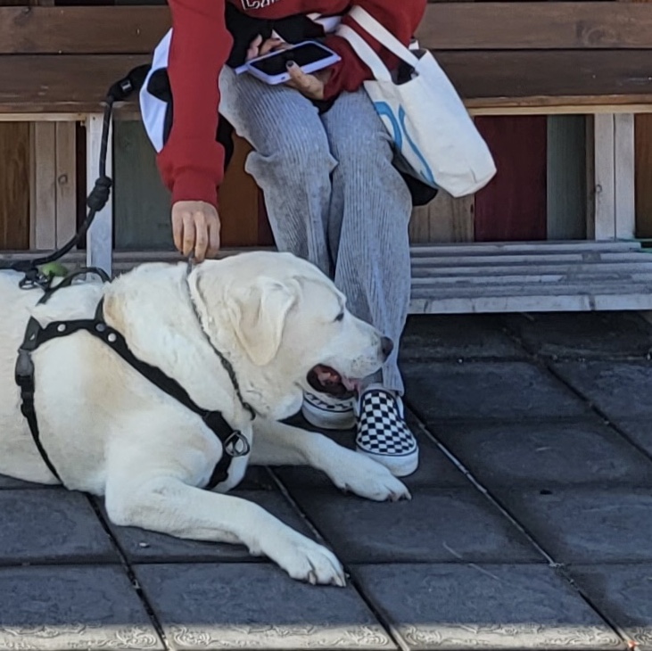 Vans Slip-On Checkerboard 착용 스타일
