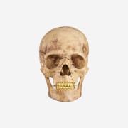Supreme 4D Model Human Skull Natural - 23FW