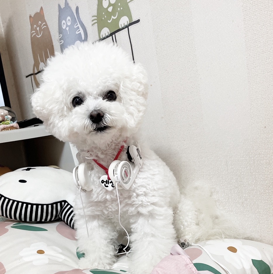 Supreme x Koss Portapro Headphones White - 23FW 착용 스타일