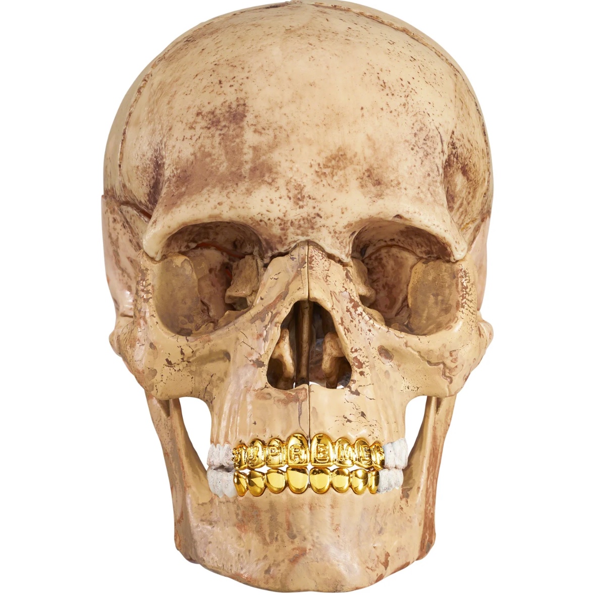 Supreme 4D Model Human Skull Natural - 23FW 착용 스타일 - 1