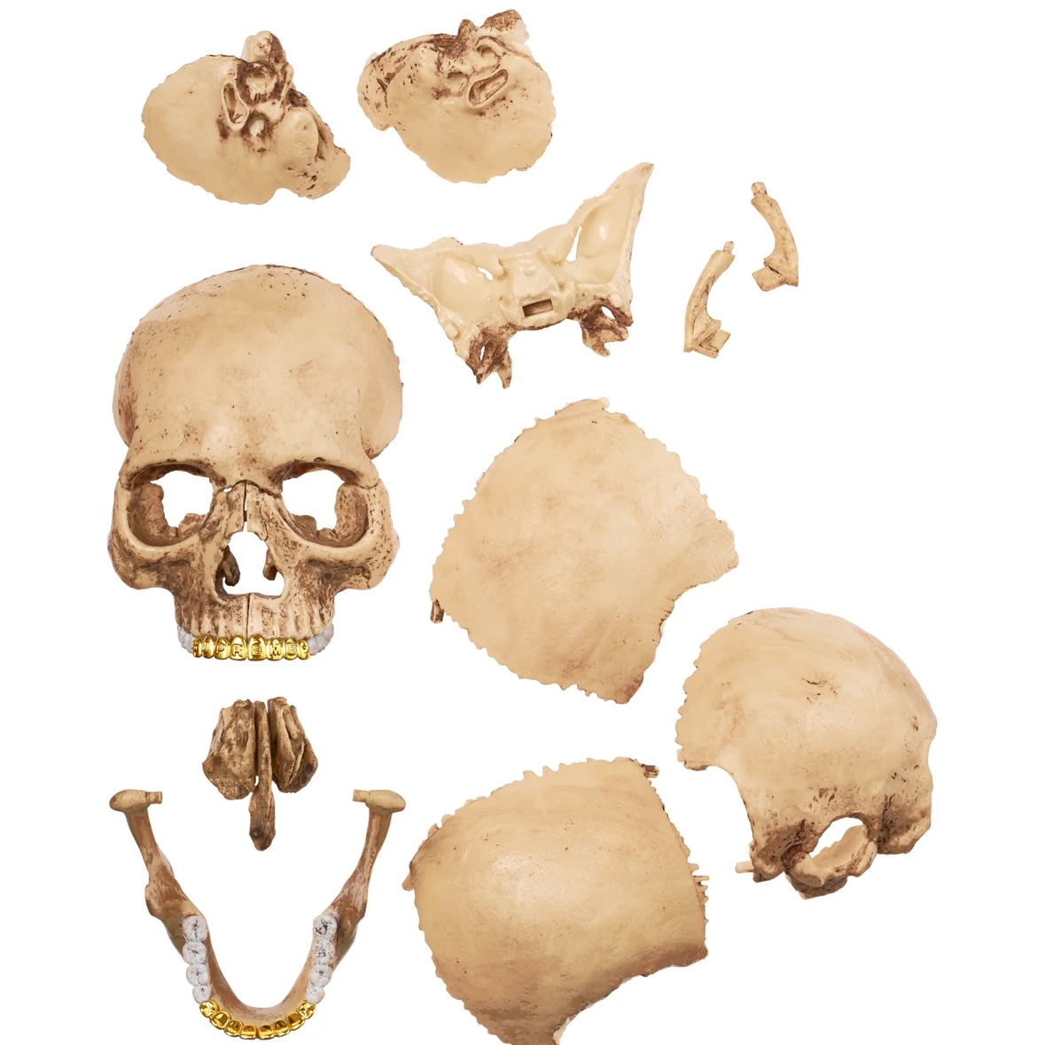 Supreme 4D Model Human Skull Natural - 23FW 착용 스타일 - 2