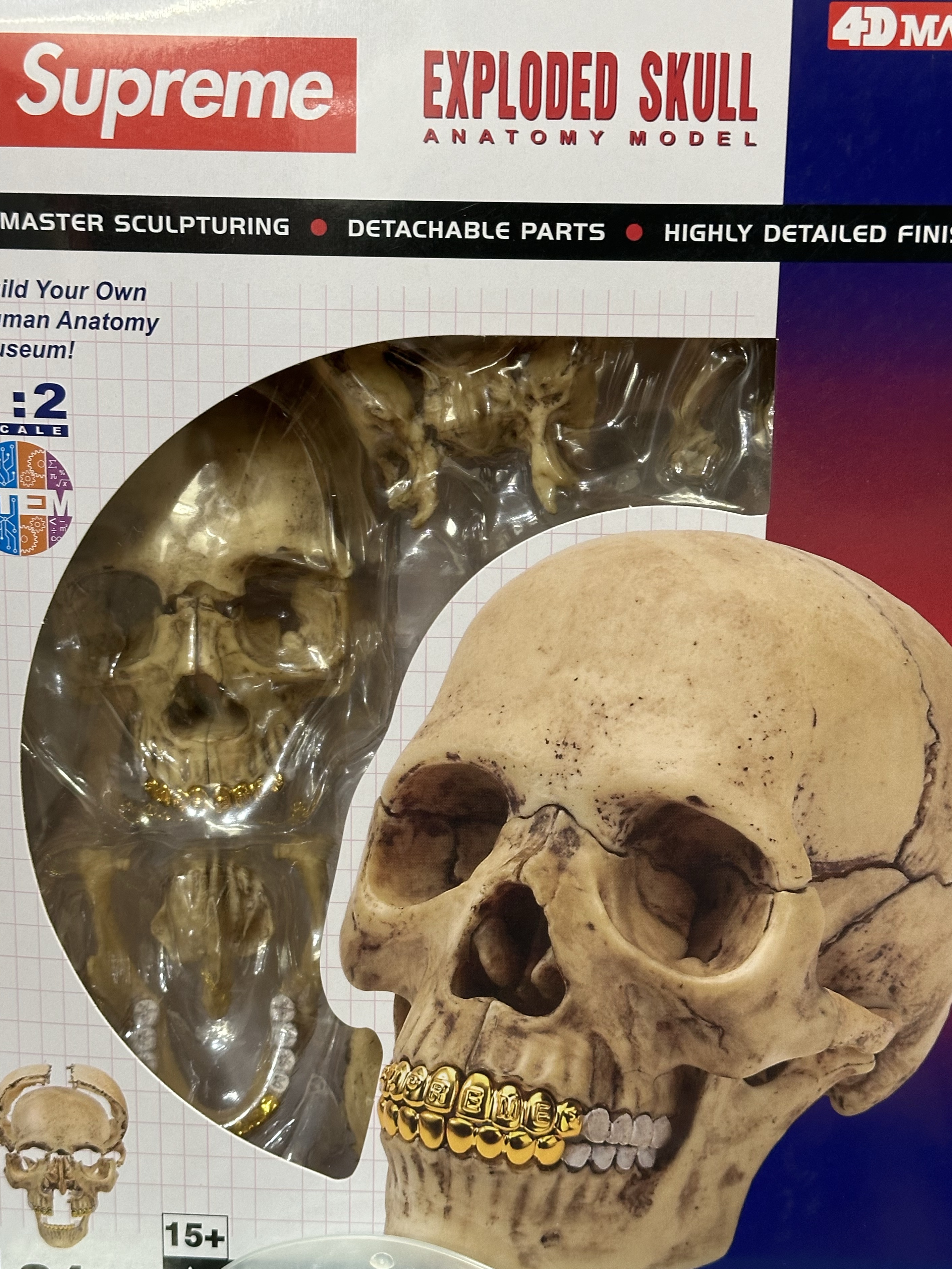 Supreme 4D Model Human Skull Natural - 23FW 착용 스타일
