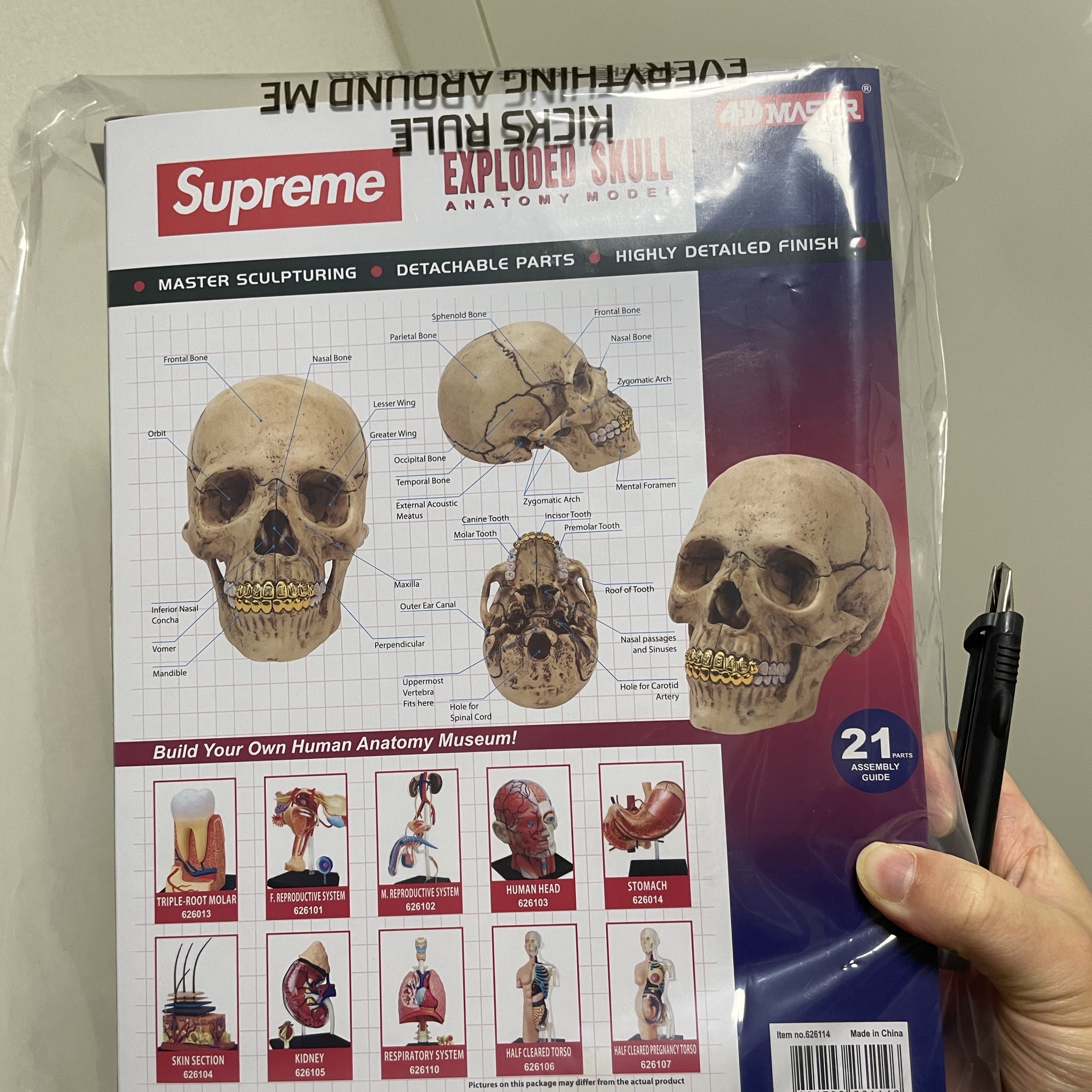 Supreme 4D Model Human Skull Natural - 23FW 착용 스타일 - 2