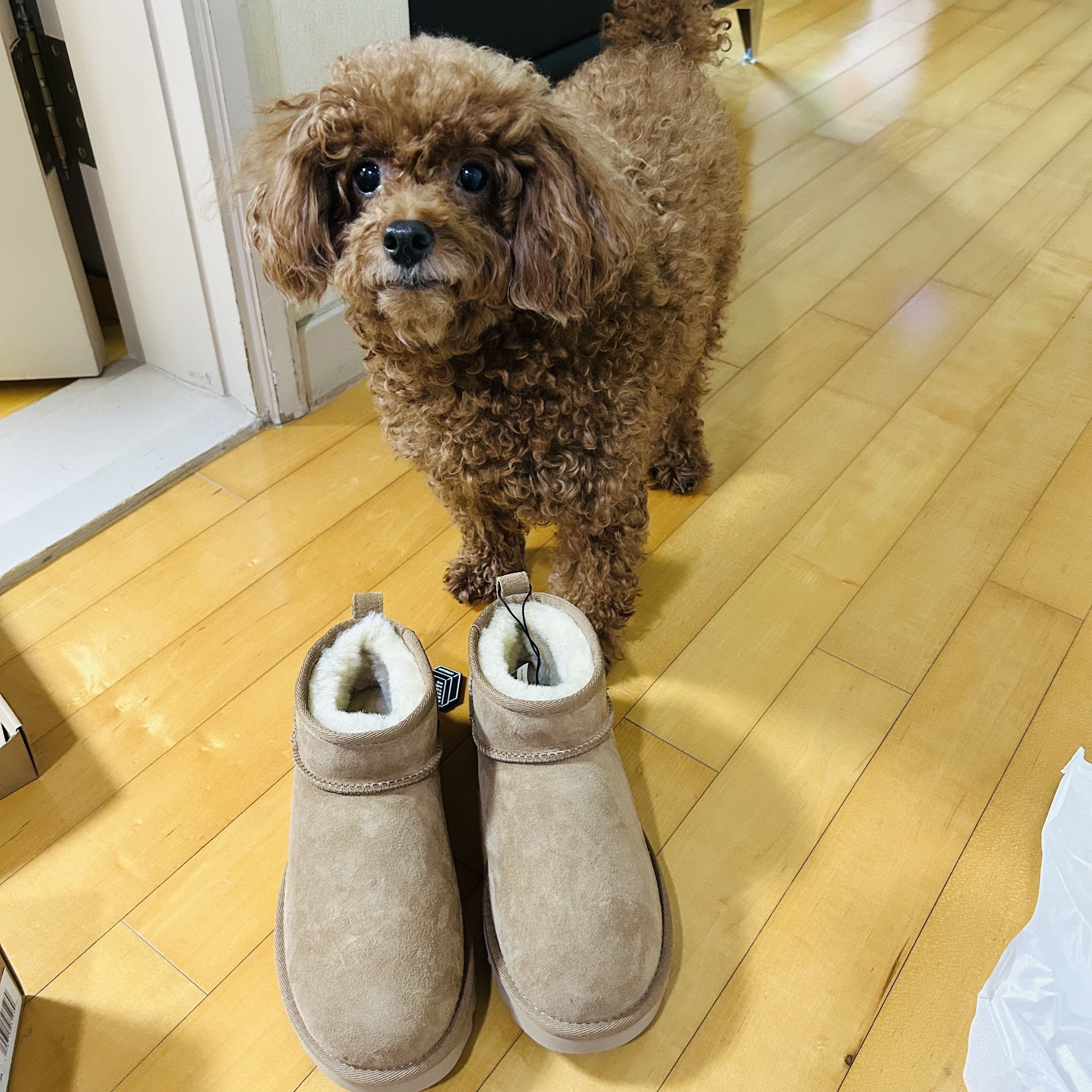 (W) UGG Classic Ultra Mini Boots Chestnut 착용 스타일 - 3