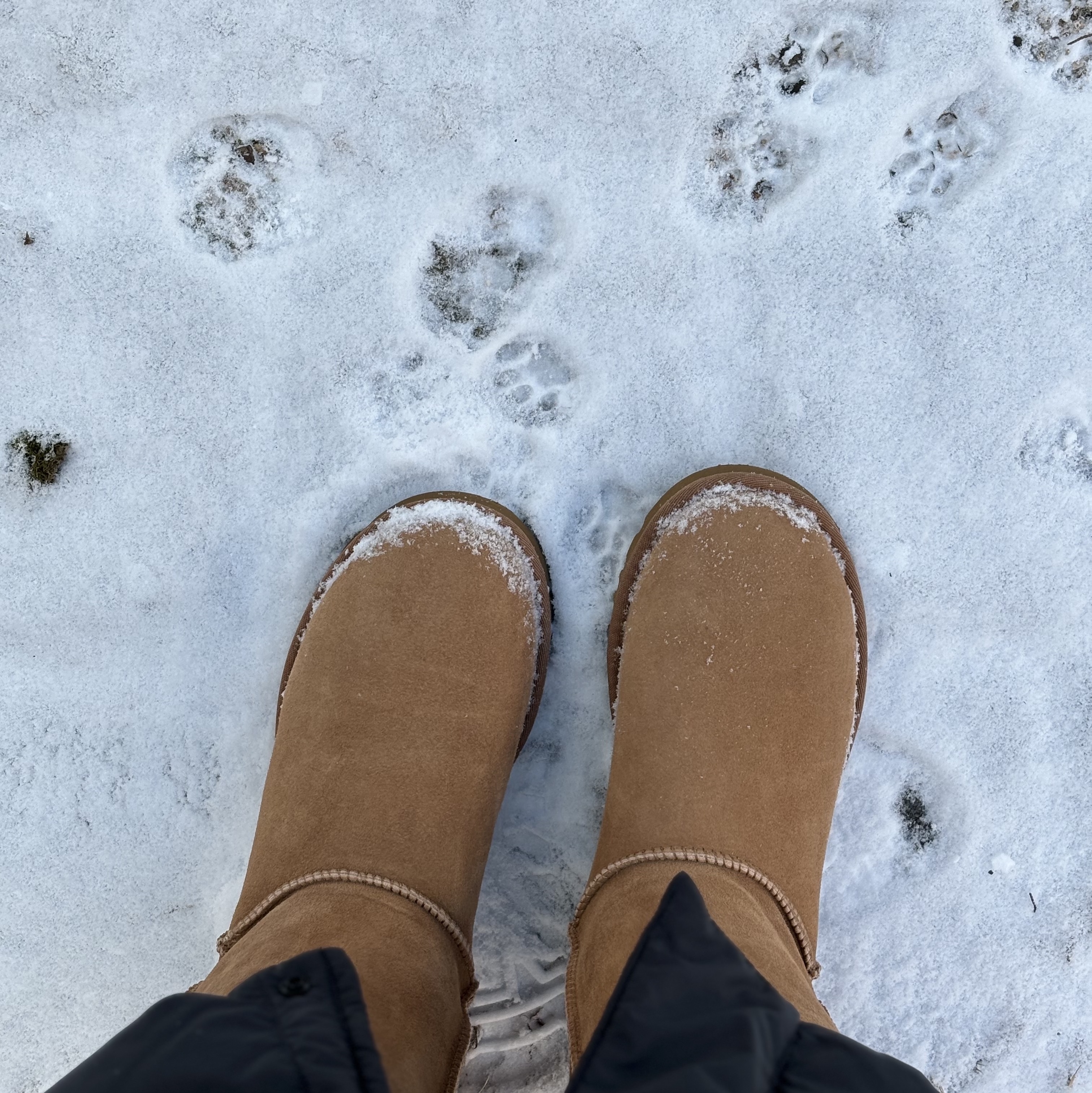 (W) UGG Classic Short II Boots Chestnut 착용 스타일