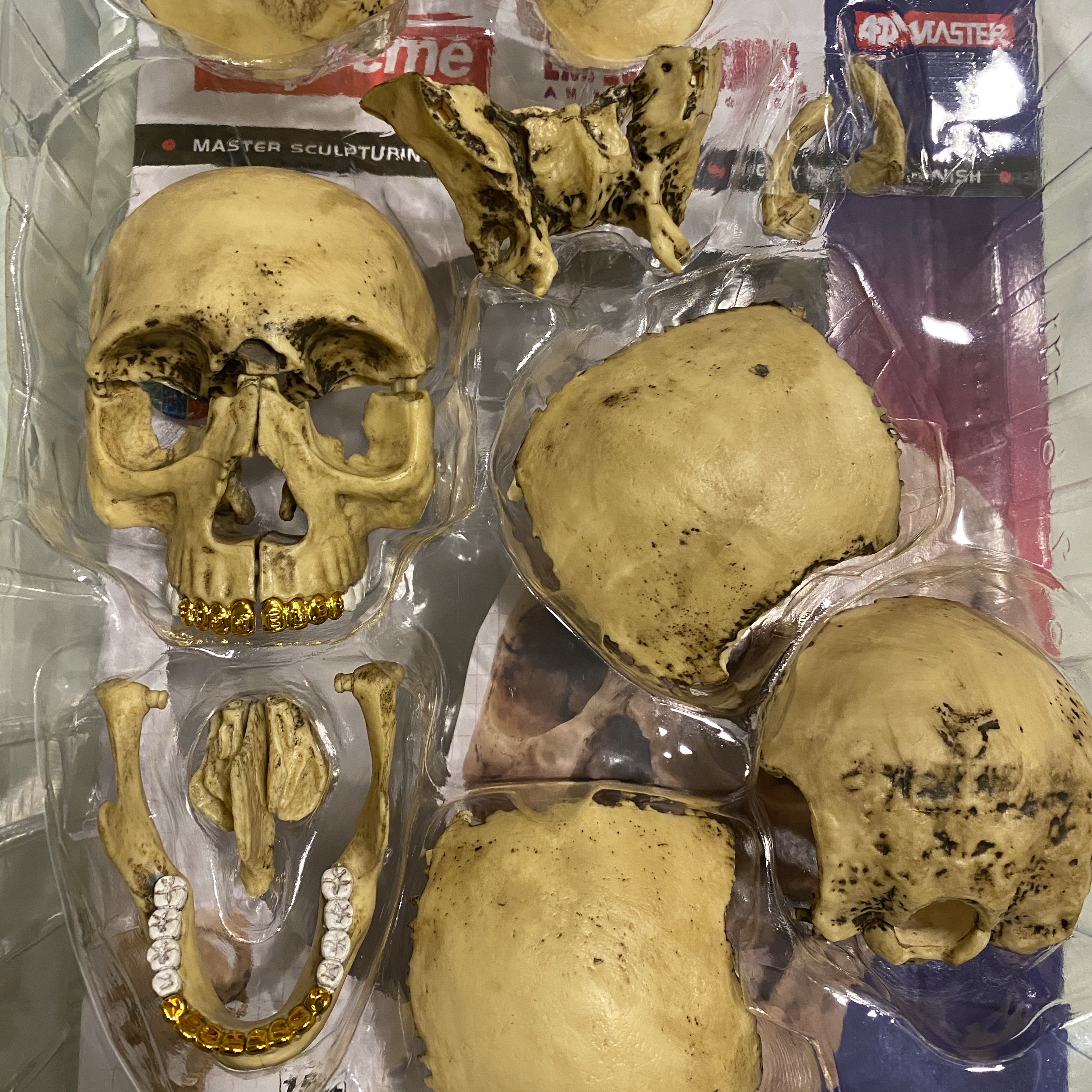 Supreme 4D Model Human Skull Natural - 23FW 착용 스타일 - 1
