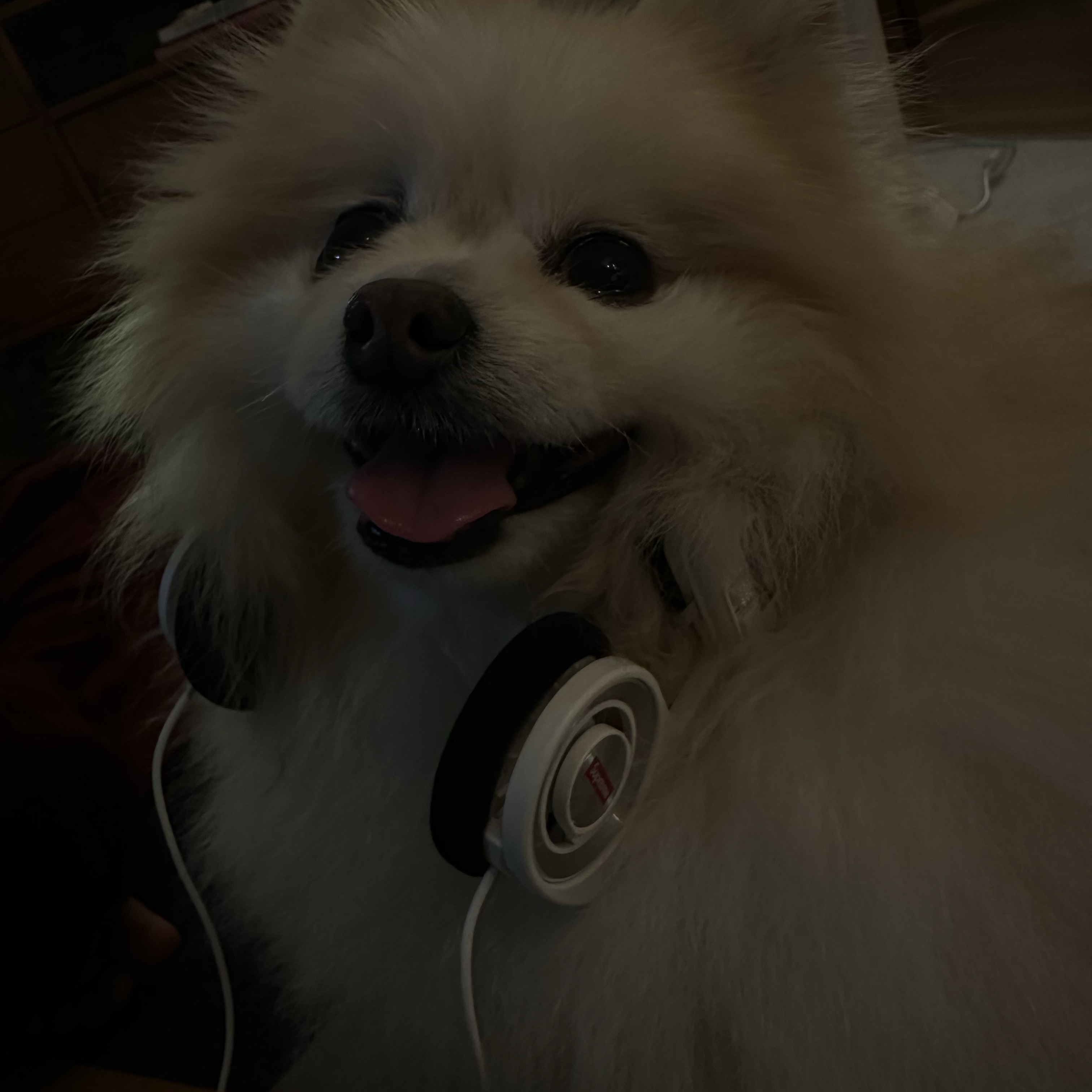 Supreme x Koss Portapro Headphones White - 23FW 착용 스타일 - 1