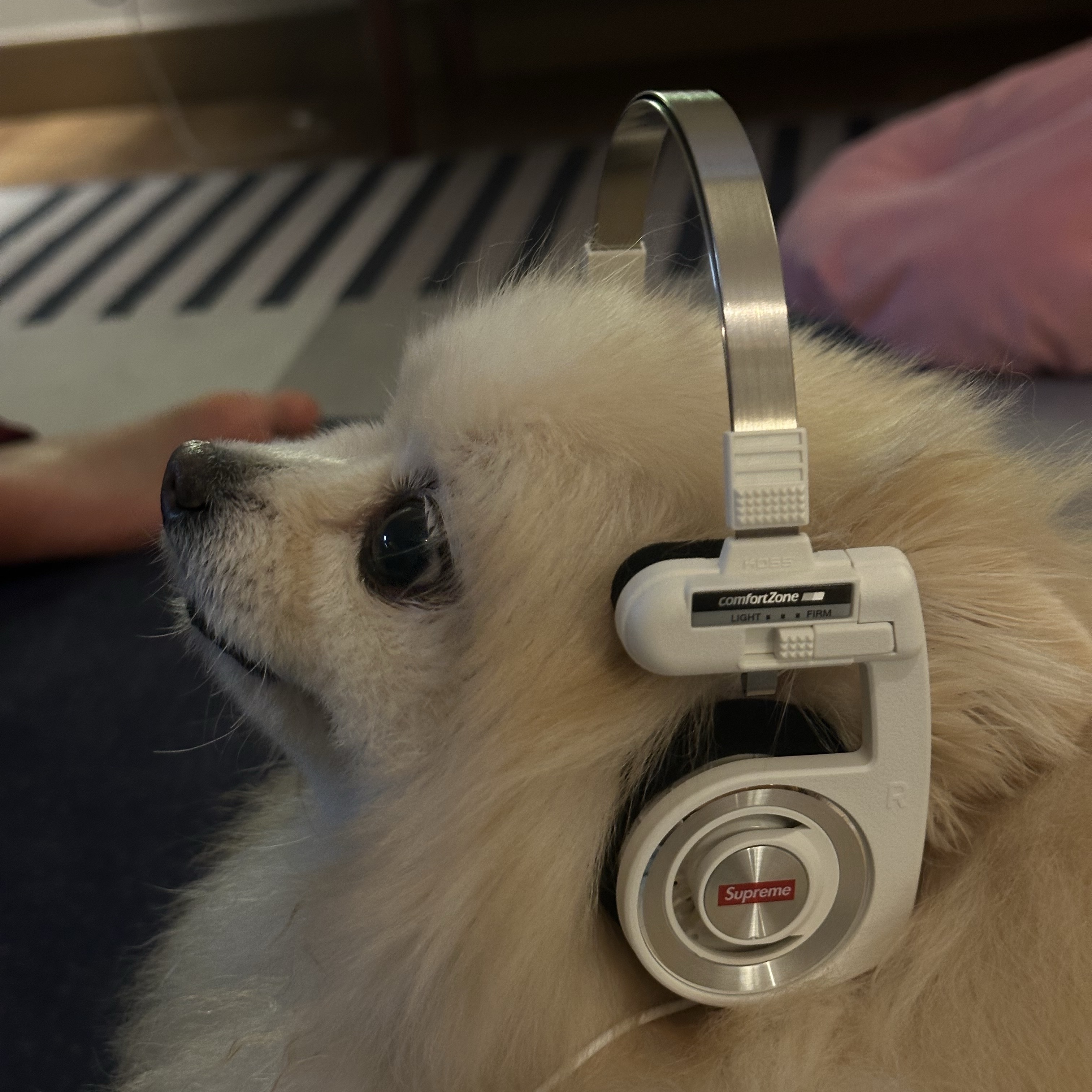 Supreme x Koss Portapro Headphones White - 23FW 착용 스타일 - 2