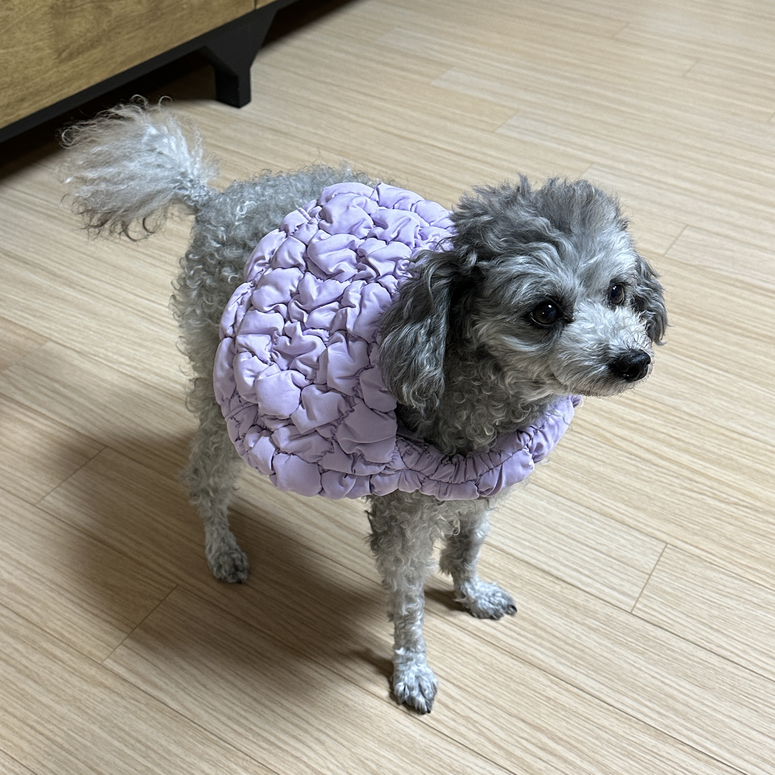 COS Quilted Micro Bag Purple 착용 스타일 - 1