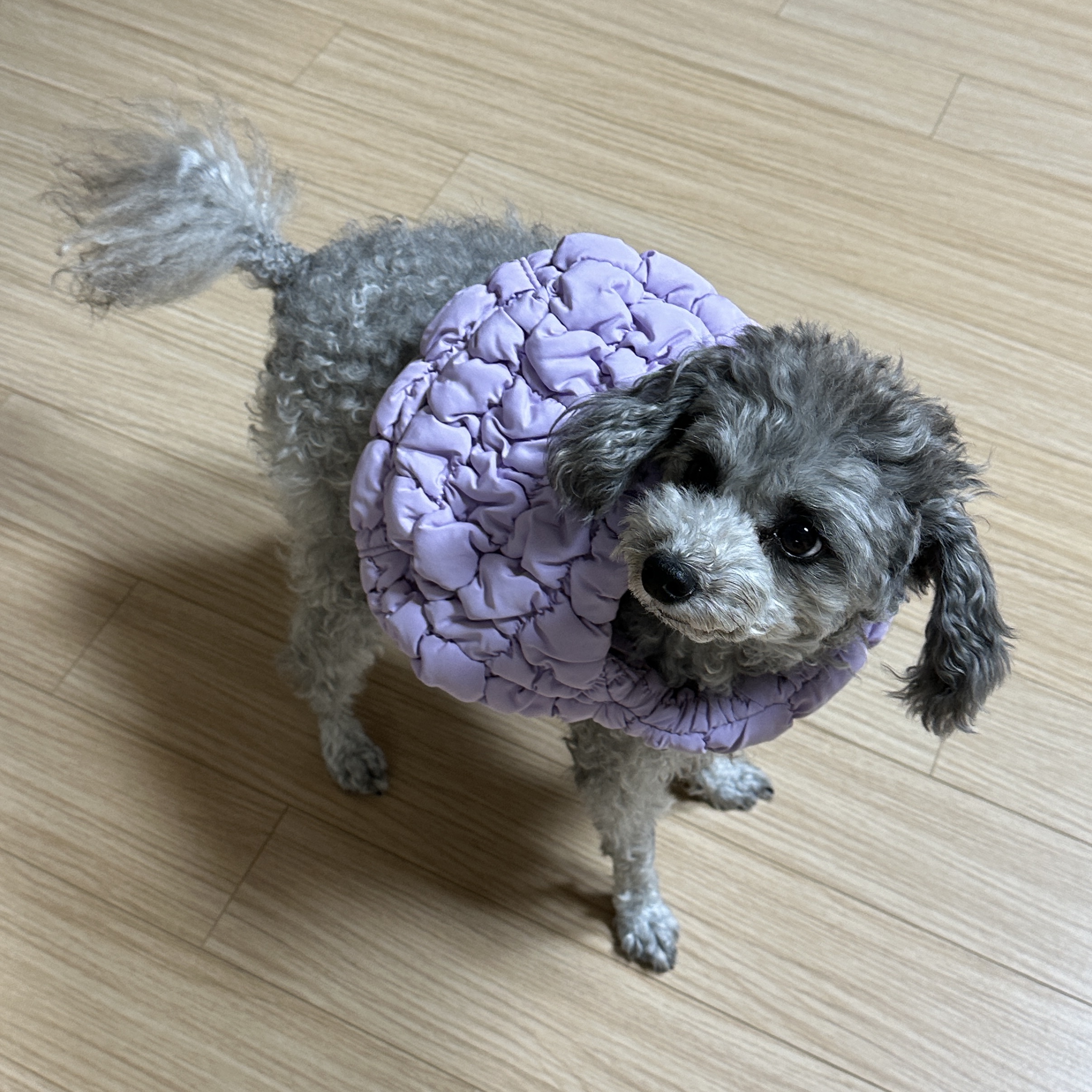 COS Quilted Micro Bag Purple 착용 스타일 - 2