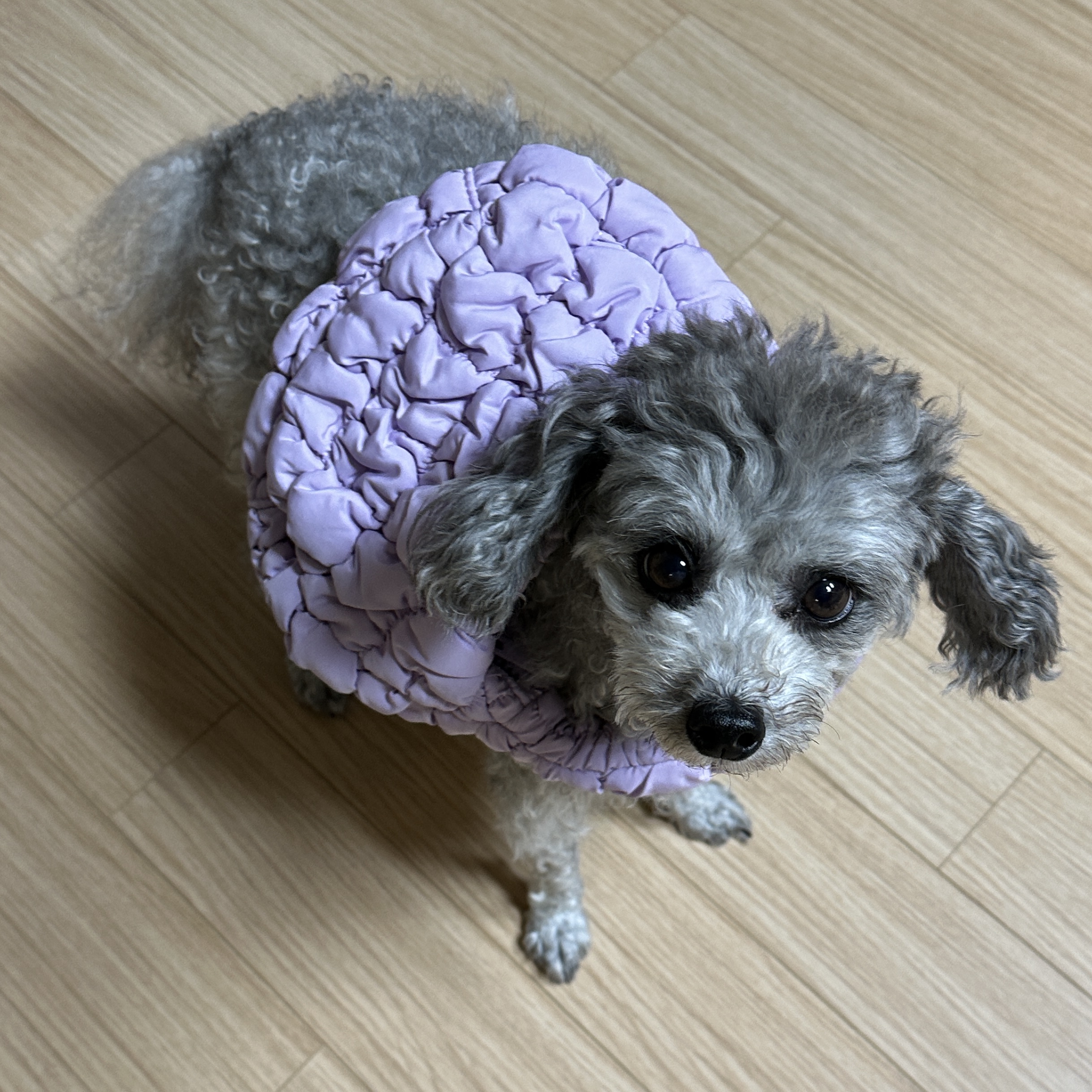 COS Quilted Micro Bag Purple 착용 스타일 - 3