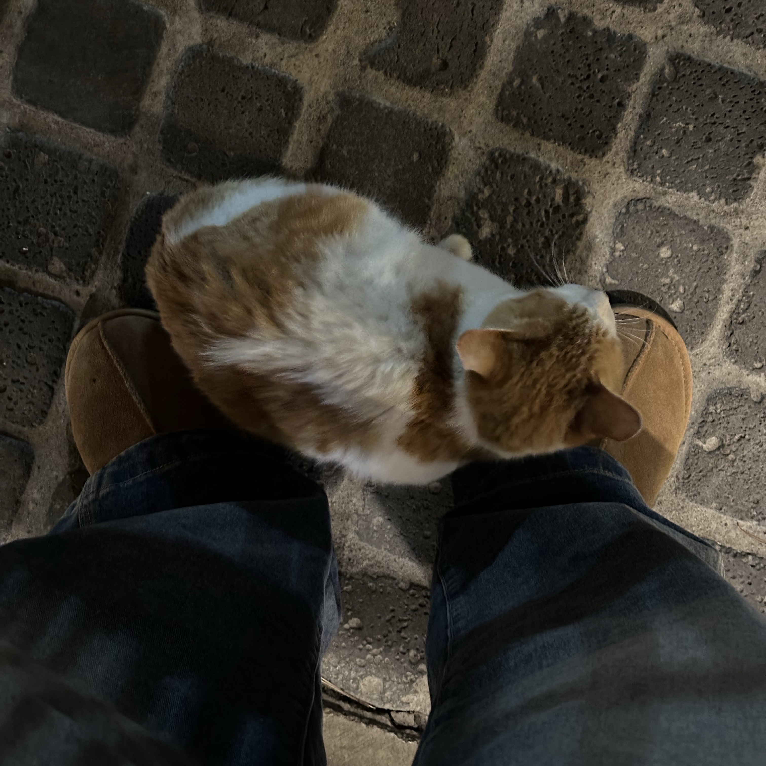 UGG Tasman Slipper Chestnut 착용 스타일