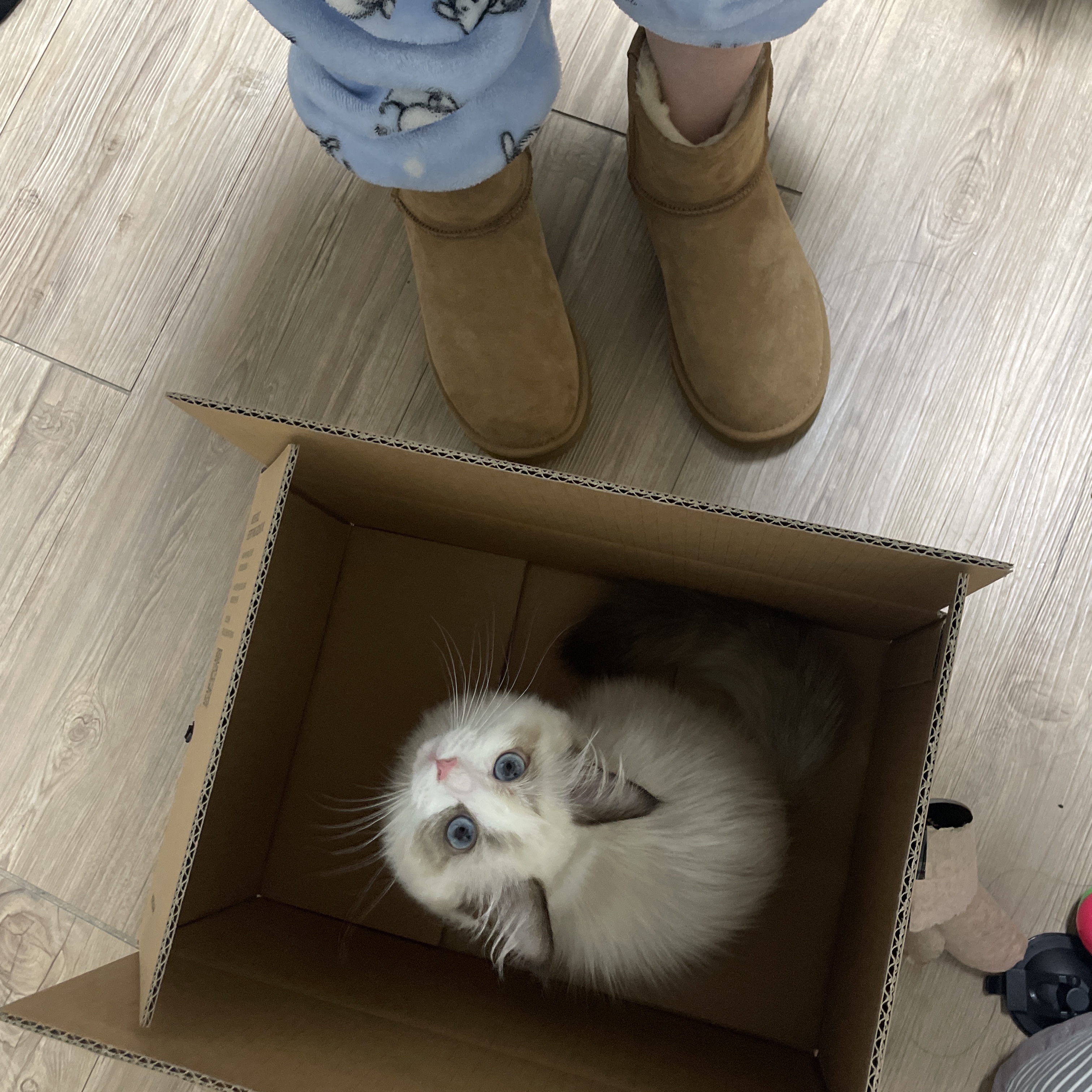 (W) UGG Classic Mini II Boots Chestnut 착용 스타일