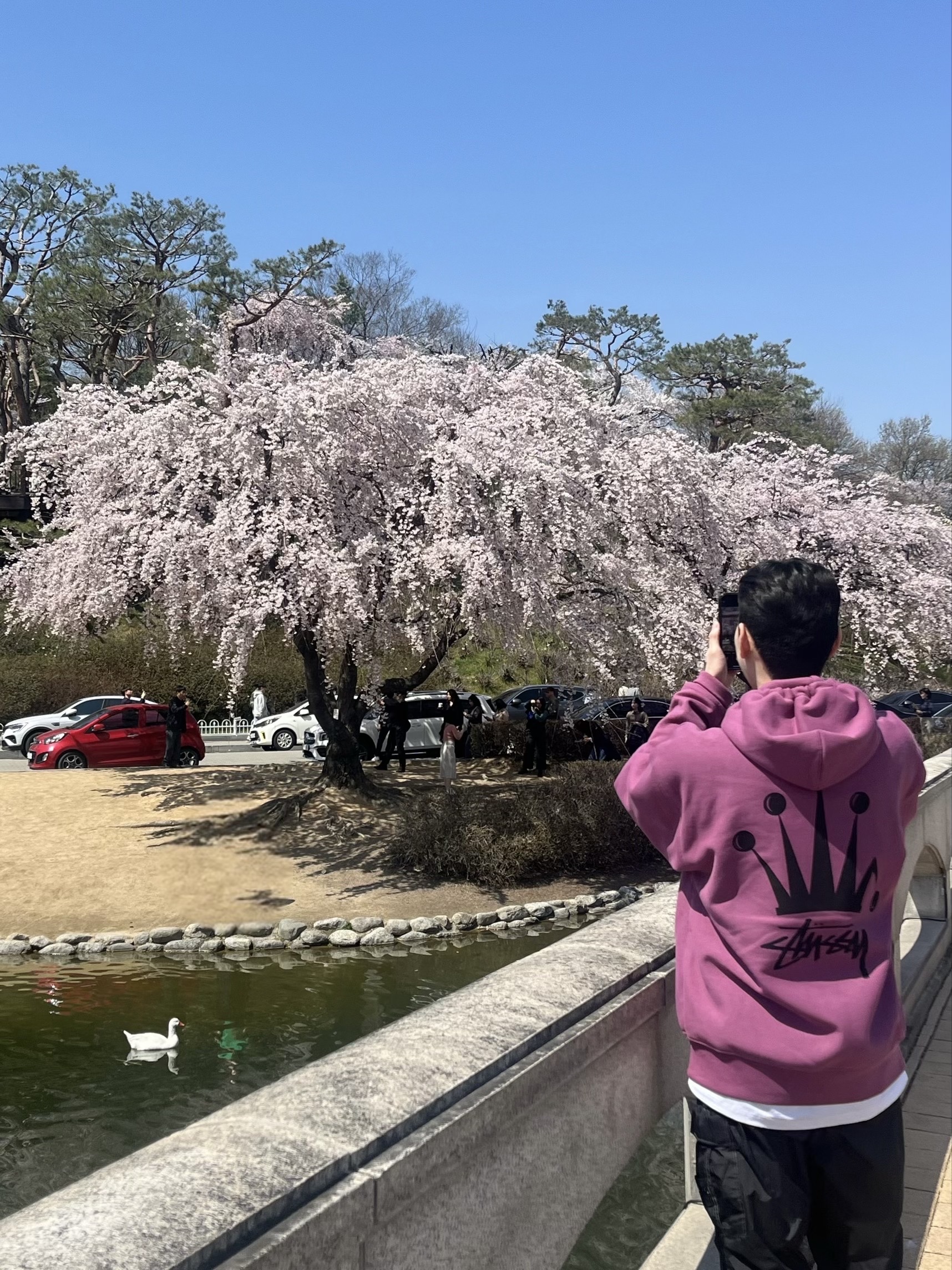 Stussy Regal Crown Zip Hoodie Berry 착용 스타일