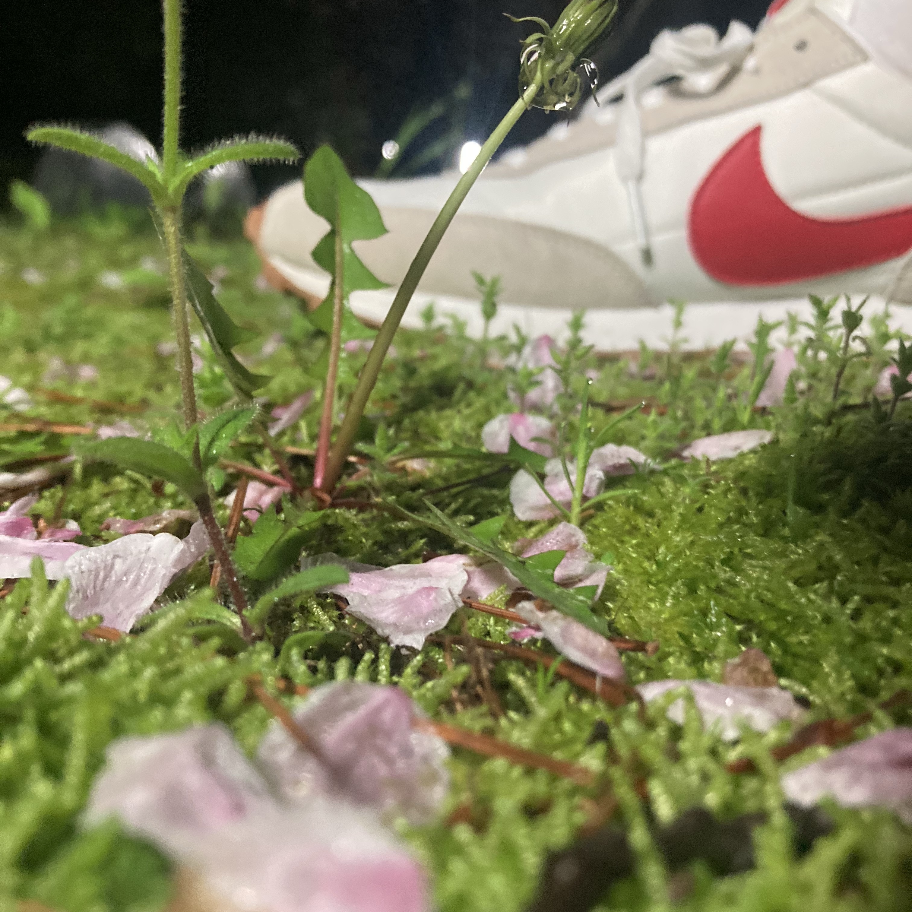 (W) Nike Daybreak Summit White University Red 착용 스타일