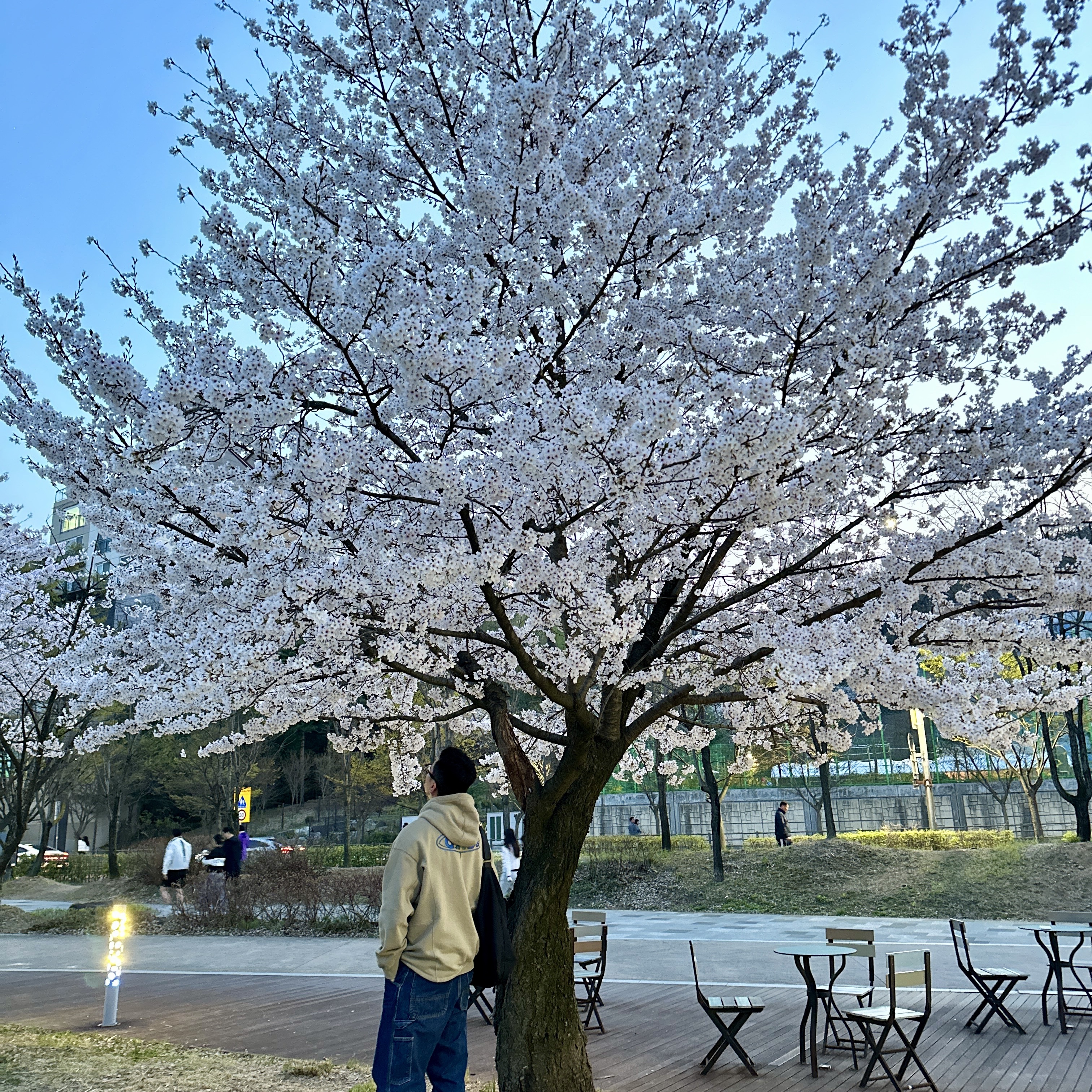 Nike x Off-White NRG Fleece Hoodie Khaki - Asia, Carhartt WIP Maitland Denim Single Knee Pants Blue Stone Washed 착용 스타일