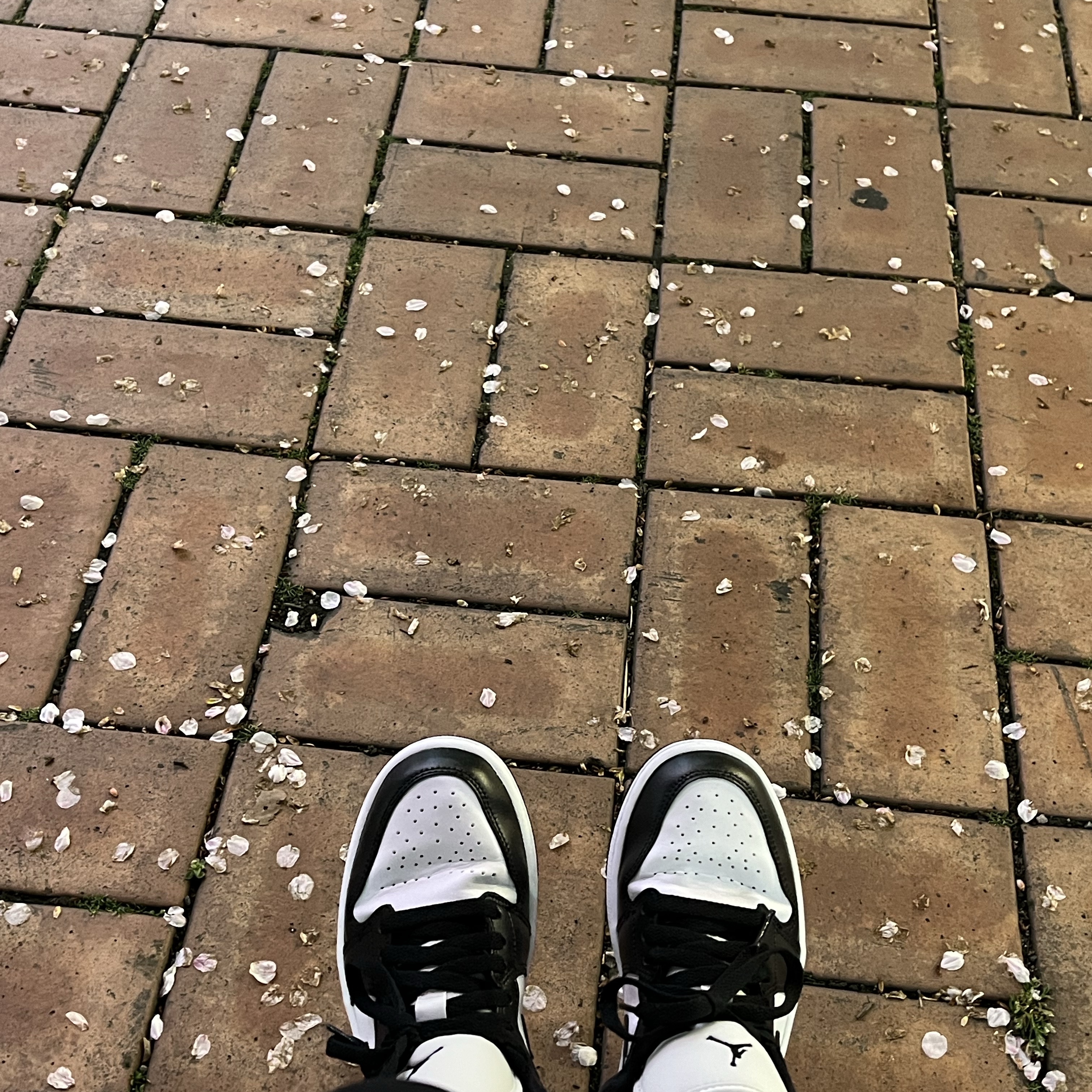(W) Jordan 1 Low Black and White 착용 스타일 - 2