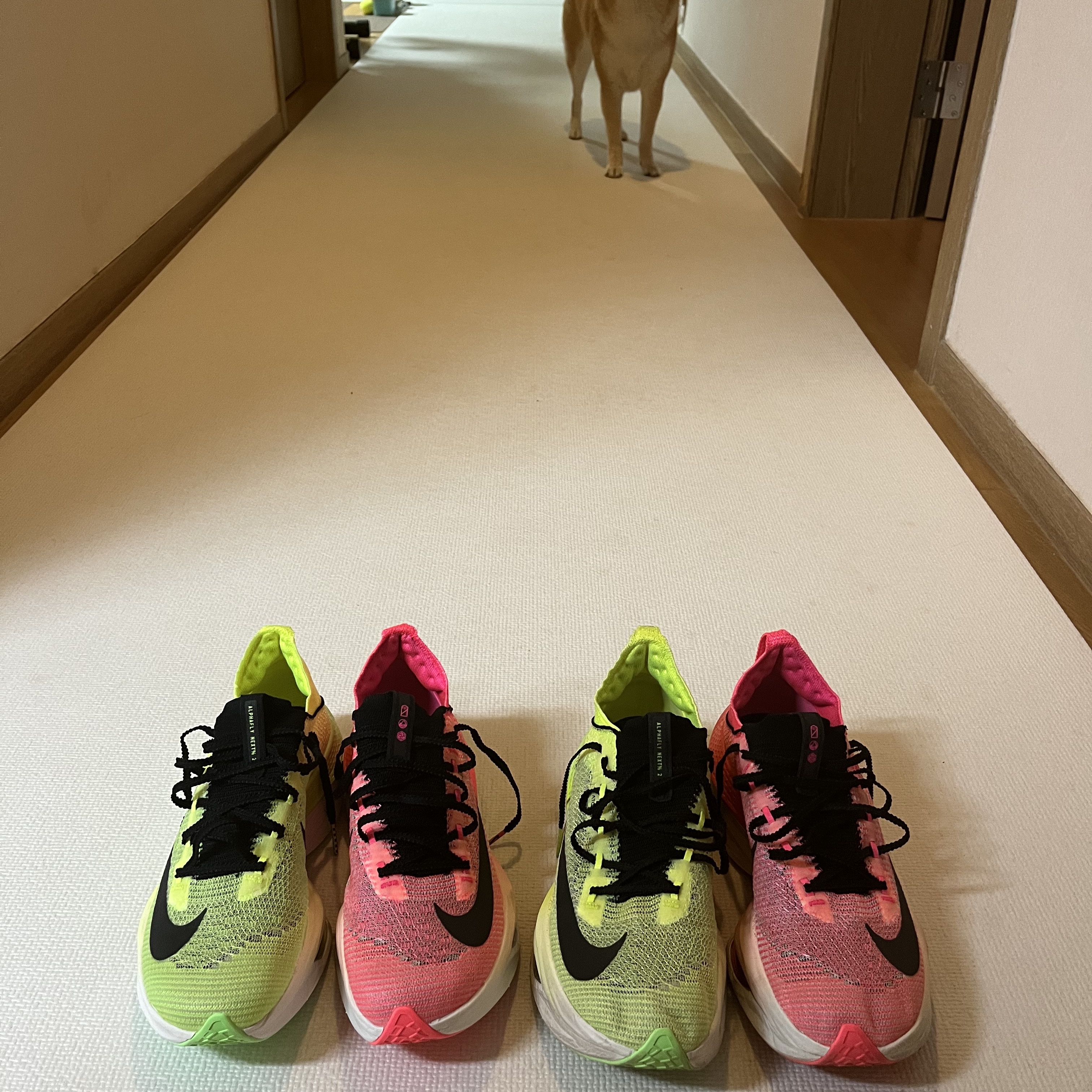 Nike Air Zoom Alphafly Next% 2 Luminous Green Crimson Tint 착용 스타일