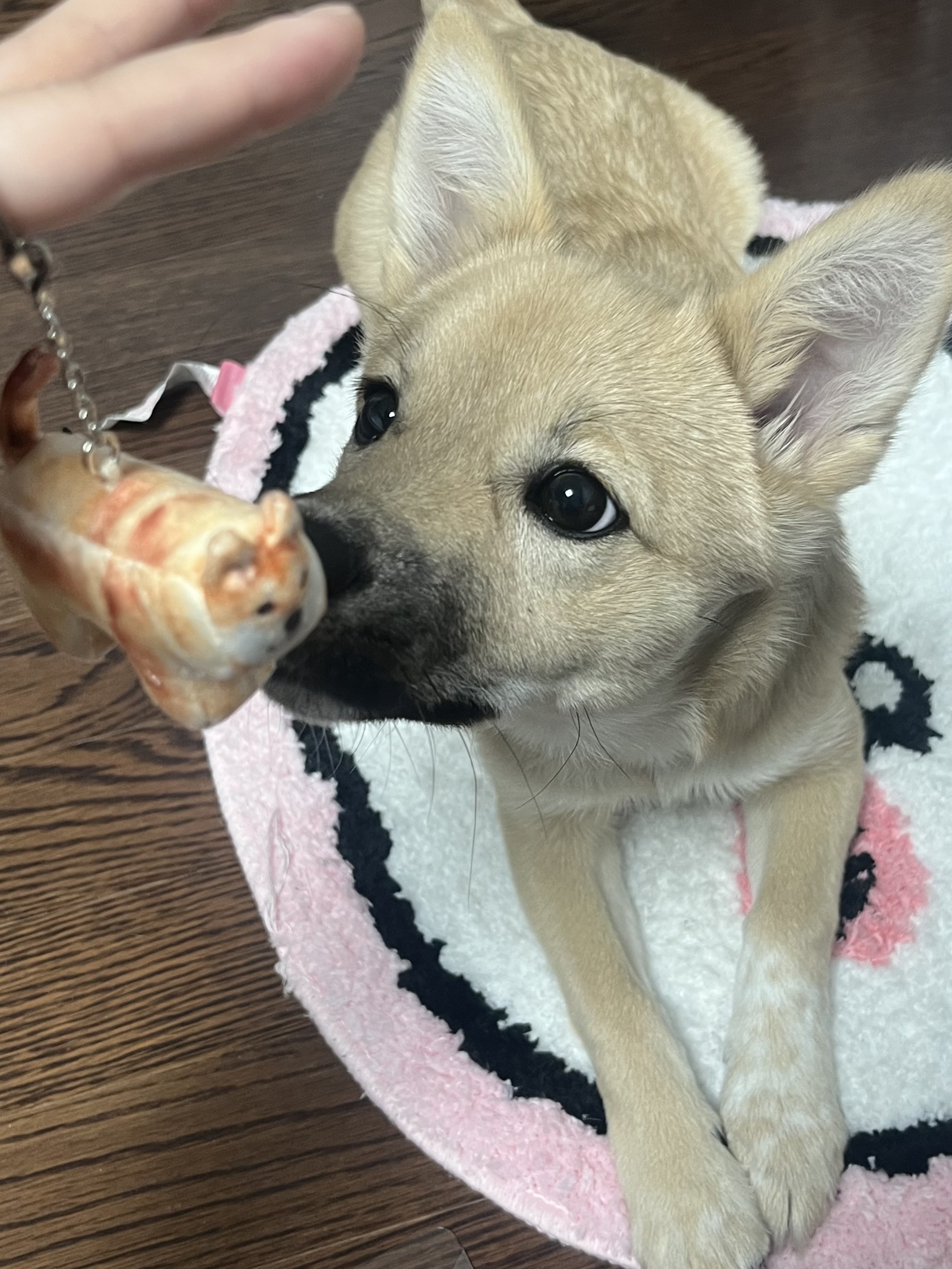Soft Thumbnail Guma, Shiba Inu 착용 스타일 - 2