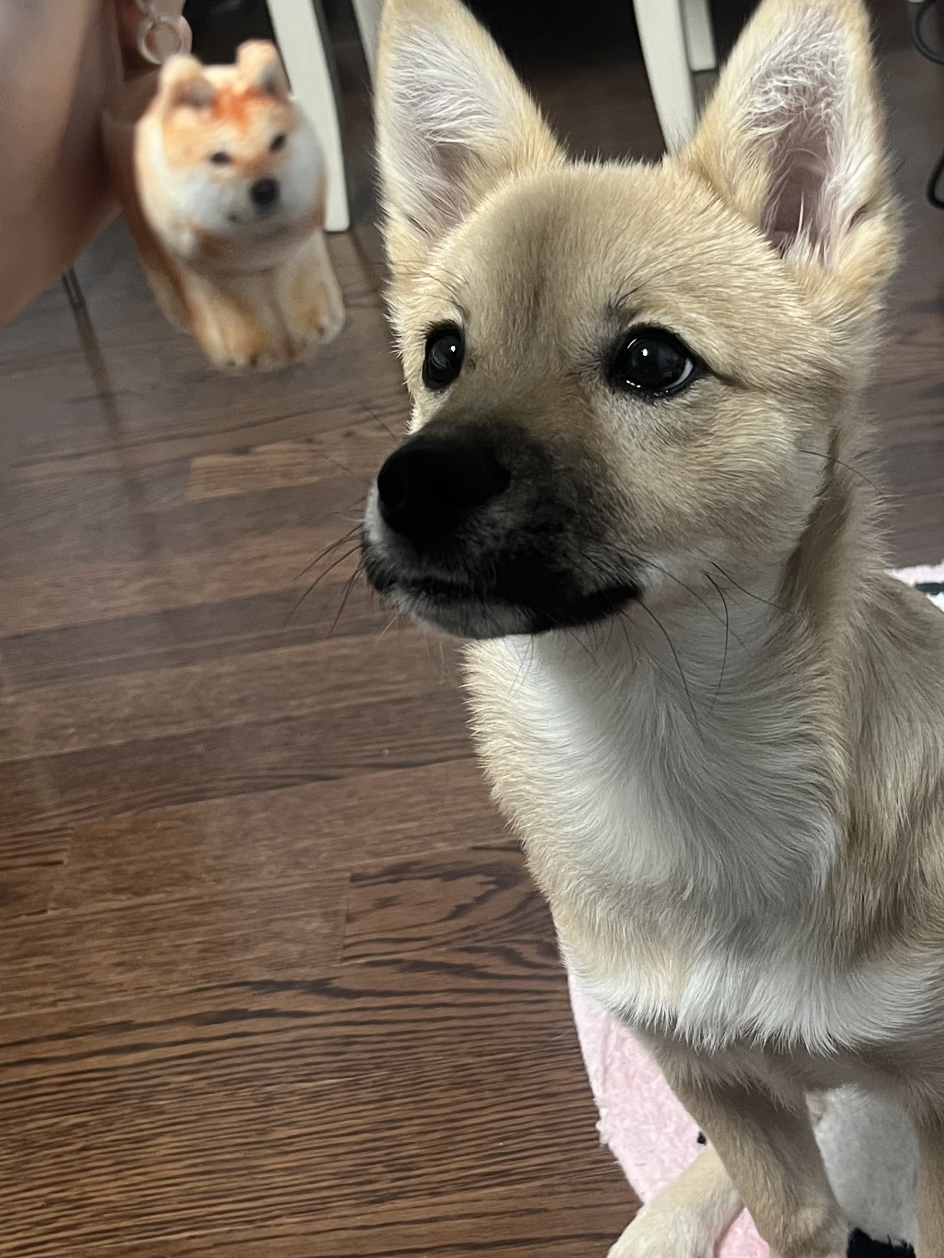 Soft Thumbnail Guma, Shiba Inu 착용 스타일 - 3