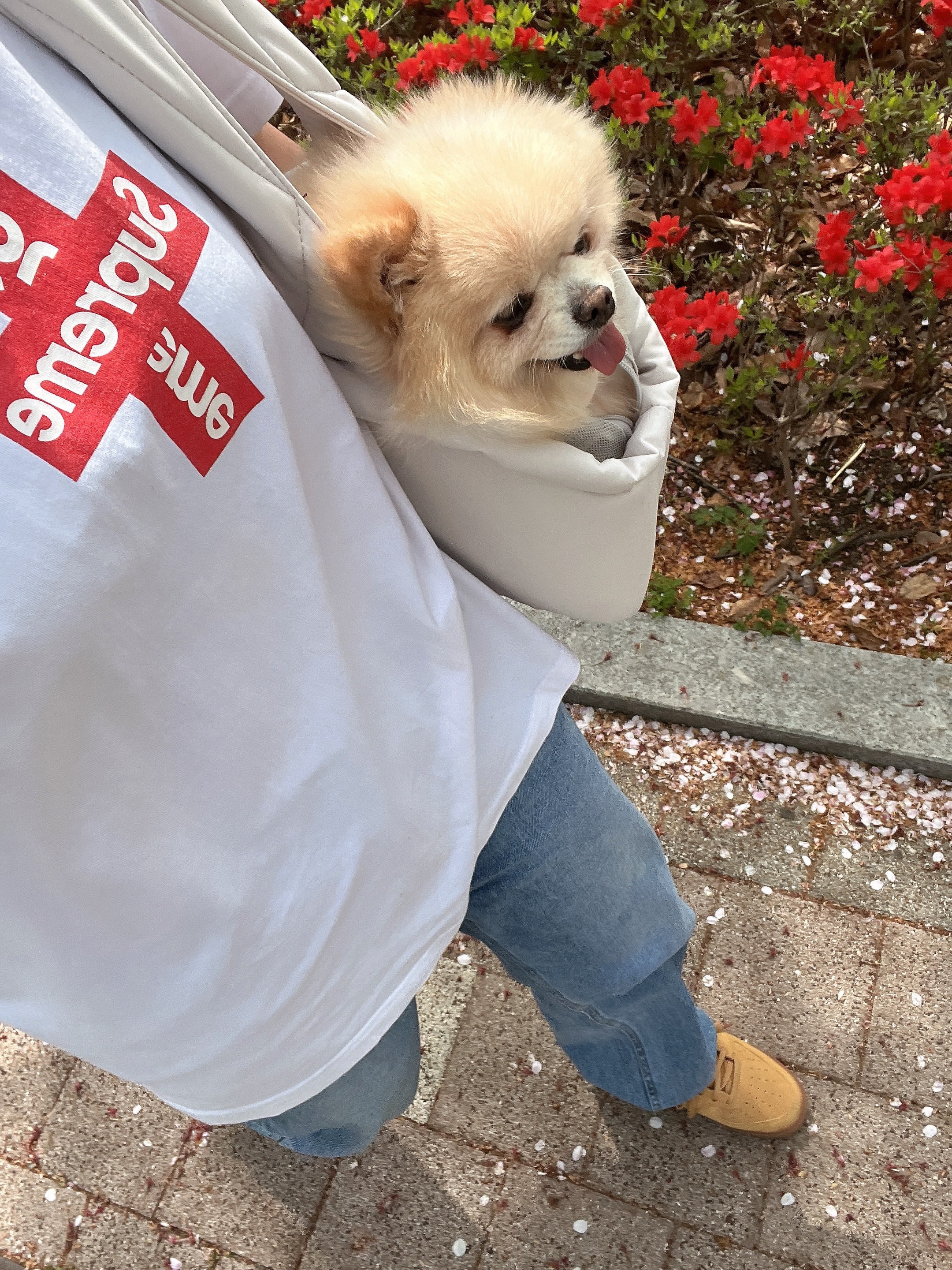 Supreme Washed Chino Twill Camp Cap Red, Supreme Cross Box Logo T-Shirt White - 20FW 착용 스타일 - 3