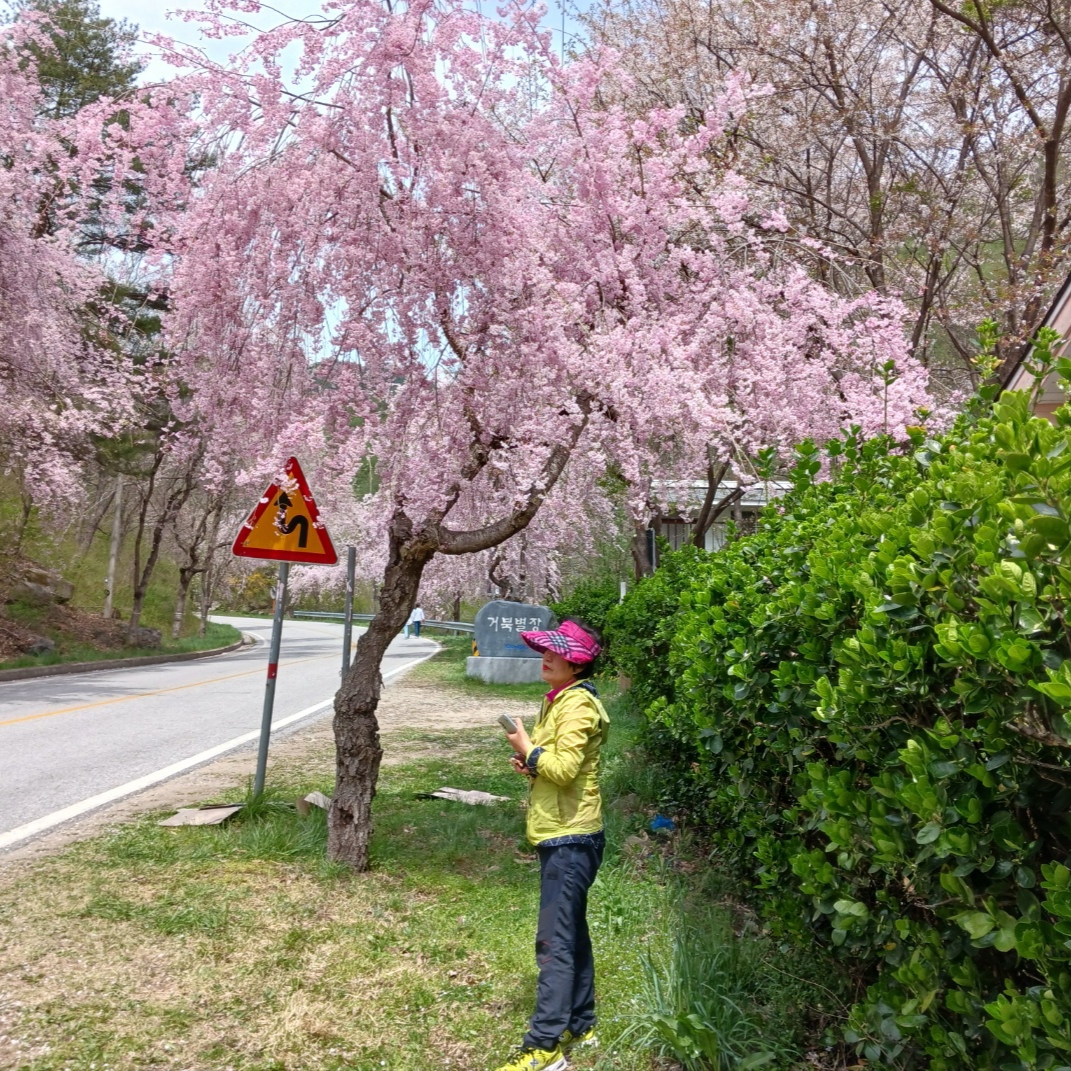 New Balance 530 Yellow, Adidas Gazelle Gold Metallic Chalk White Gum 착용 스타일 - 1
