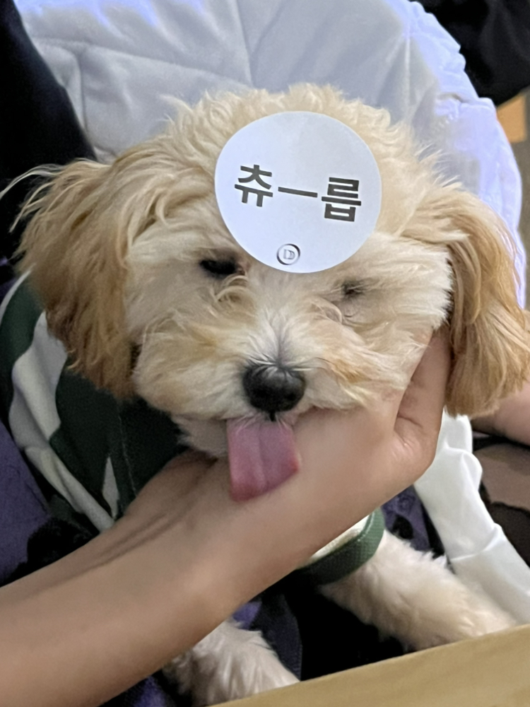 KREAM 프로필 이미지