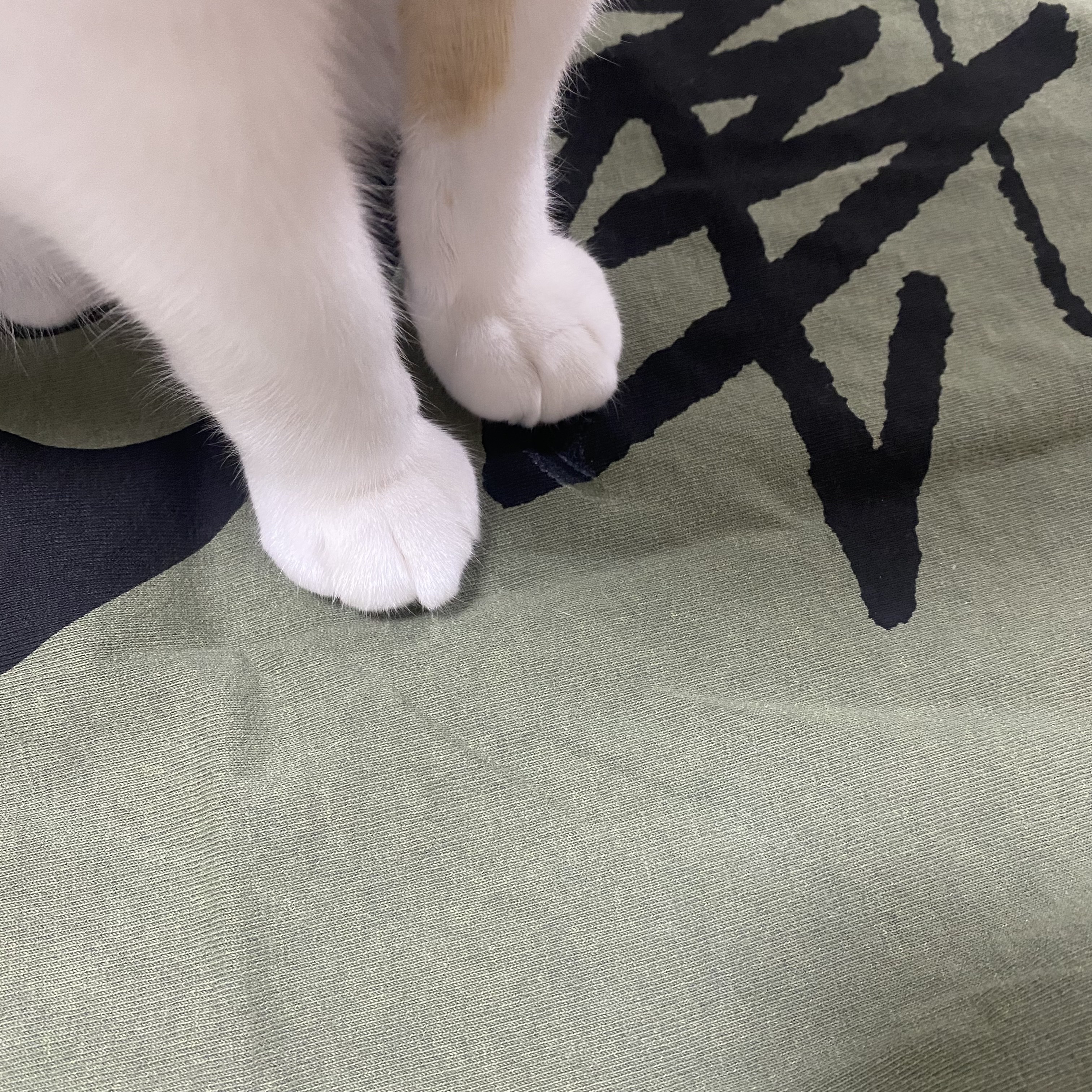 Stussy 8 Ball Pigment Dyed T-Shirt Olive 착용 스타일