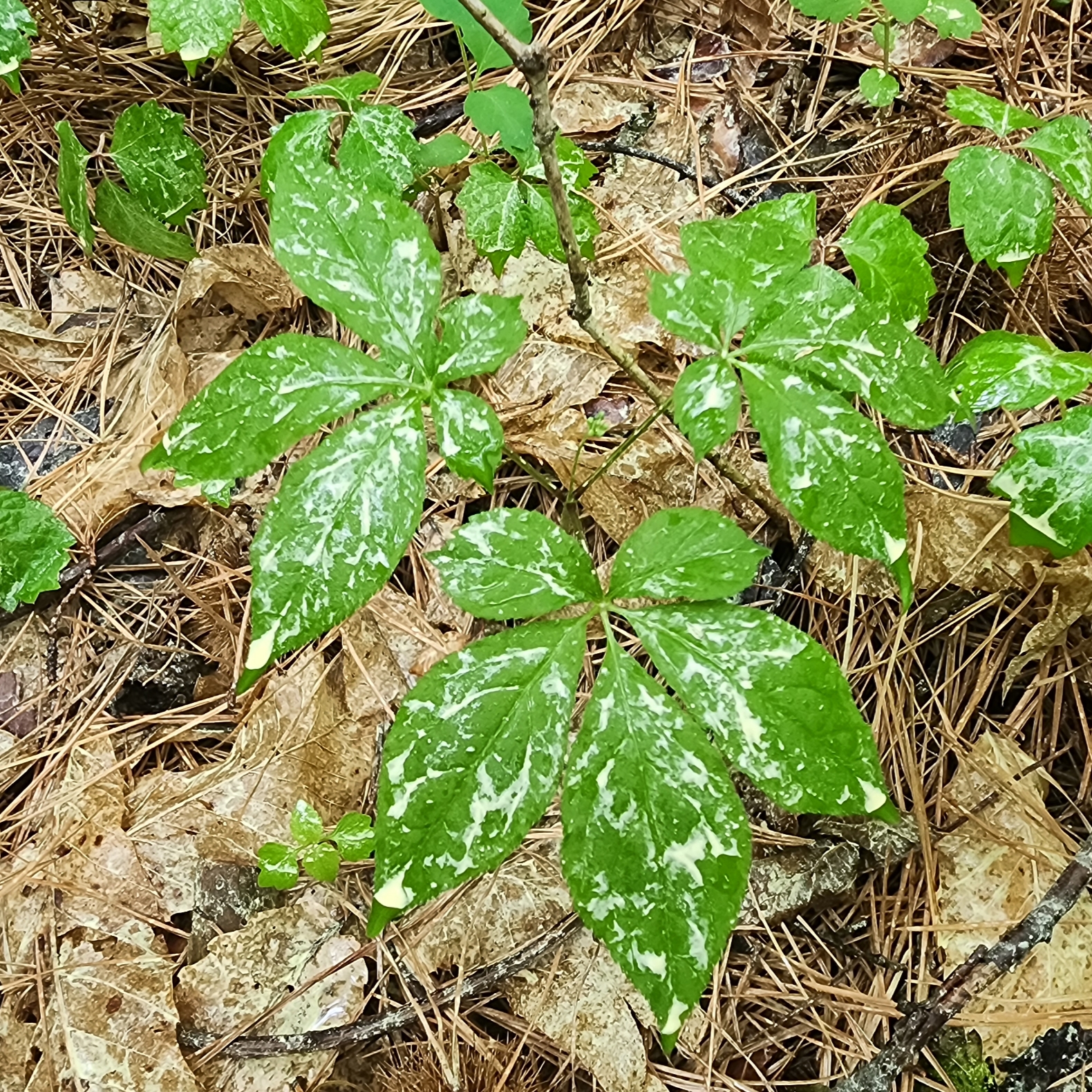 속리원빈님의 스타일 - 2