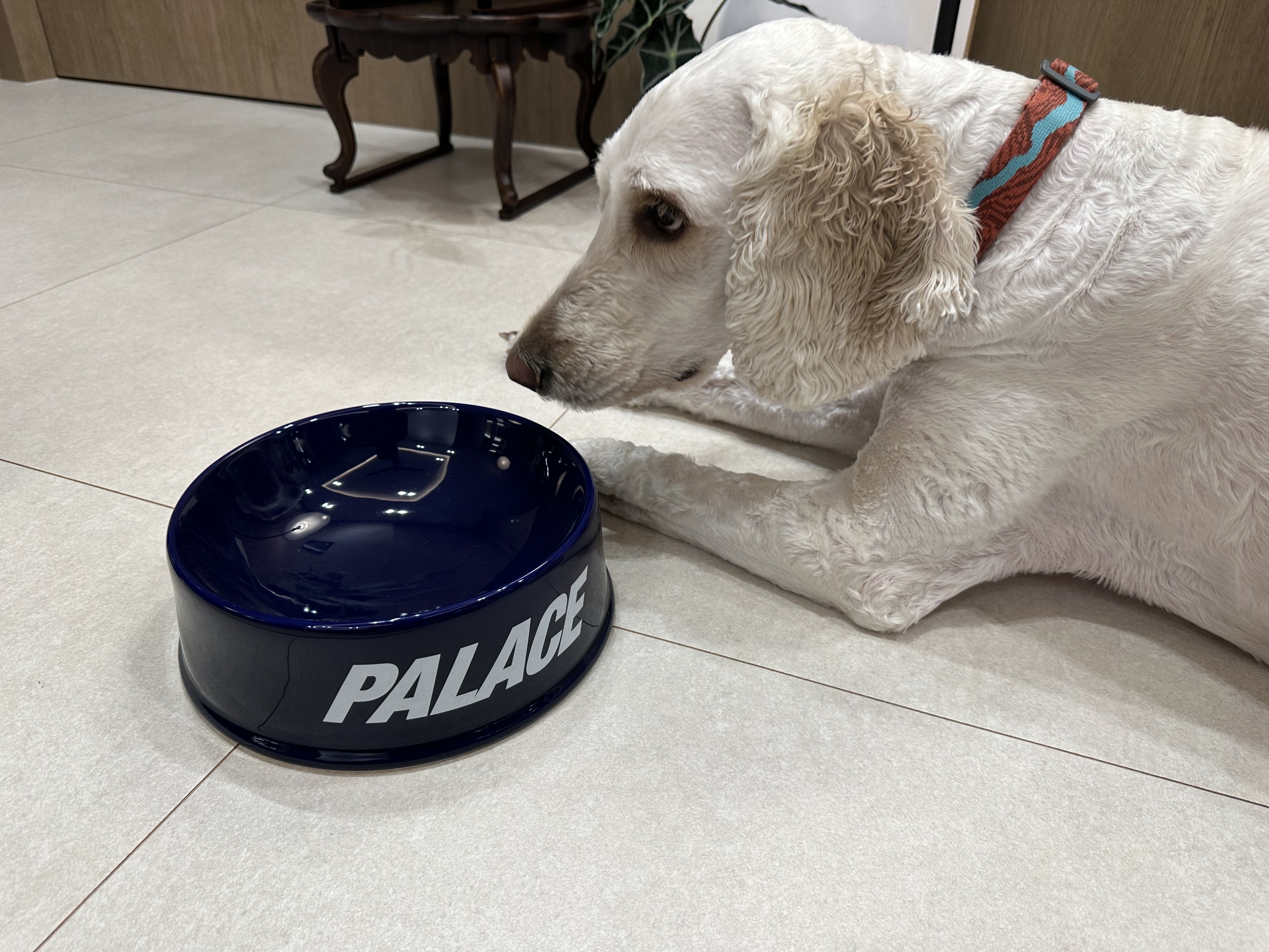Palace Font Ceramic Dog Bowl Blue - 24SS, Palace Lucky Cat Money Bank White - 24SS 착용 스타일 - 4
