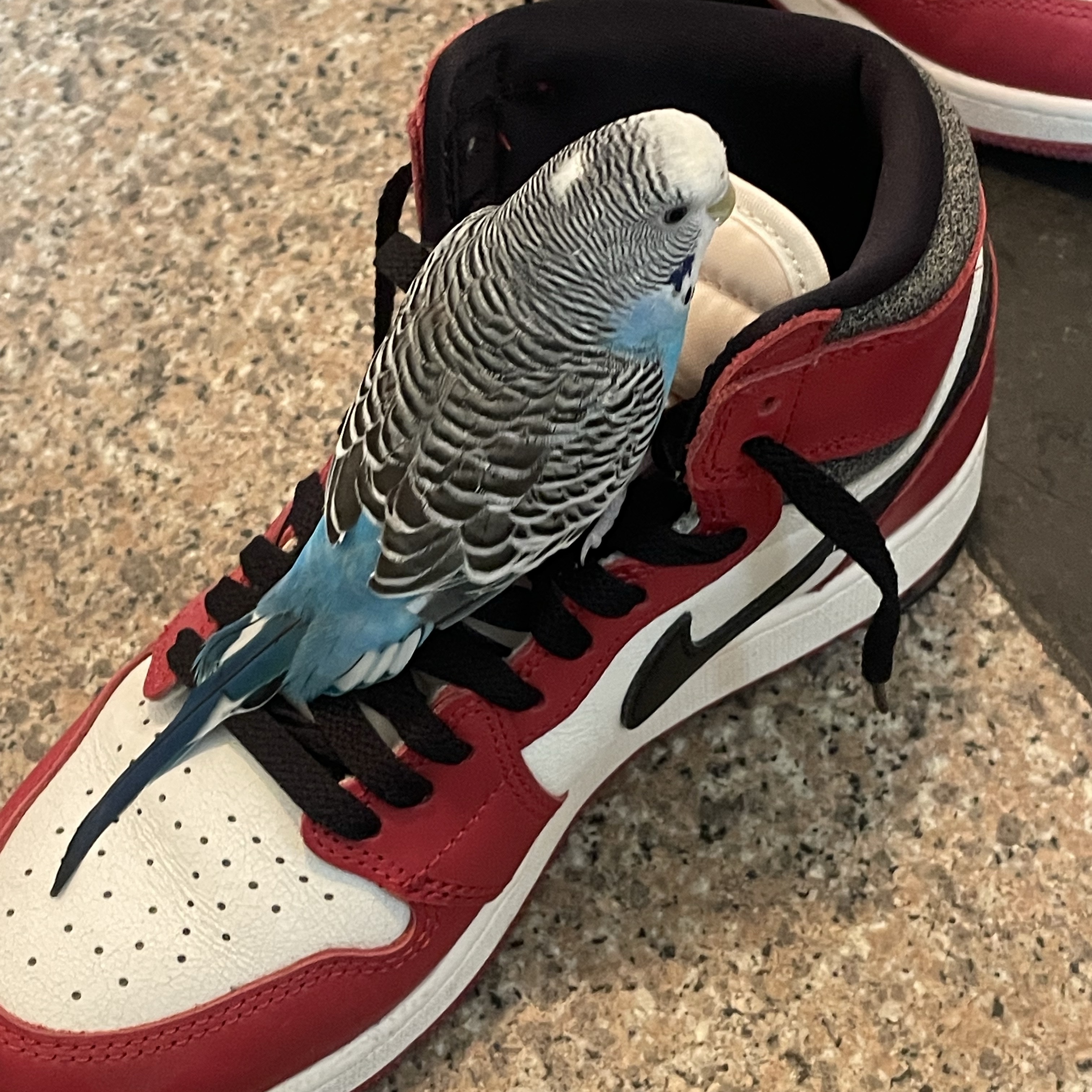 Jordan 1 Retro High OG Chicago 2022 착용 스타일