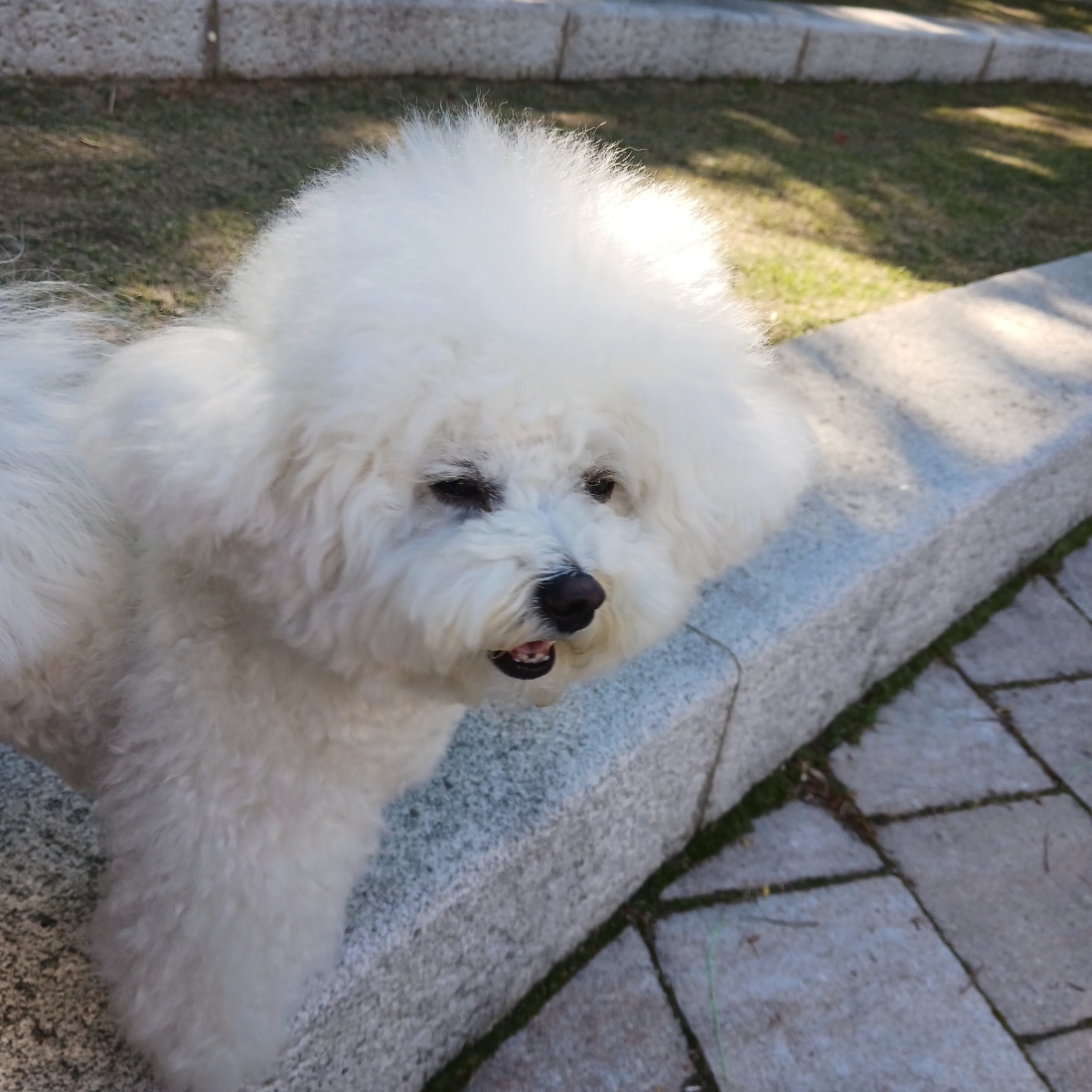 Adidas Samba OG Cloud White, (W) Matin Kim Logo Coating Jumper Black 착용 스타일 - 3