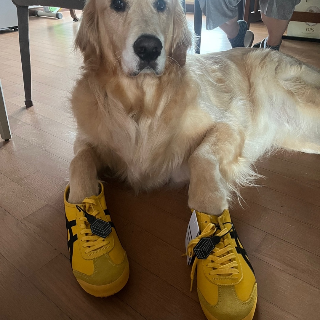 Onitsuka Tiger Mexico 66 Yellow Black 착용 스타일